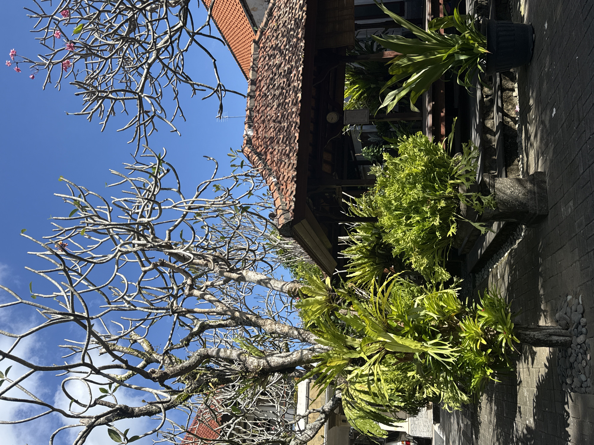 The image shows a sunny outdoor scene in Sukawati, Indonesia. In the foreground, a paved pathway leads towards a wooden gazebo with a tiled roof. Lush green foliage, including large ferns and potted plants, surrounds the gazebo and lines the pathway. Towering over the scene are bare-branched trees, their intricate structures silhouetted against a clear blue sky. In the background, parts of buildings with red tiled roofs are visible. The overall impression is one of a tranquil, tropical setting.