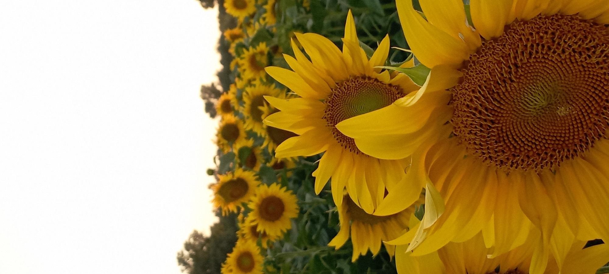 This is a close-up, vertical, outdoor photograph of a field of sunflowers under a pale sky. The foreground is dominated by the large, bright yellow petals and dark brown centers of two sunflowers. One sunflower's center is in focus, displaying intricate spiral patterns. The petals of these sunflowers are soft and slightly curved, some overlapping. Behind these prominent flowers, a dense field of more sunflowers stretches into the background. These flowers are smaller and less distinct, with many heads tilted towards the sky. The field appears to be in a rural or agricultural setting, possibly on the outskirts of Radisne, Ukraine, given the context. There are blurred green leaves and stems visible amongst the flowers, and in the far background, a line of dark green trees is silhouetted against the bright sky, suggesting either dawn or dusk. There are no people or animals visible in the image.