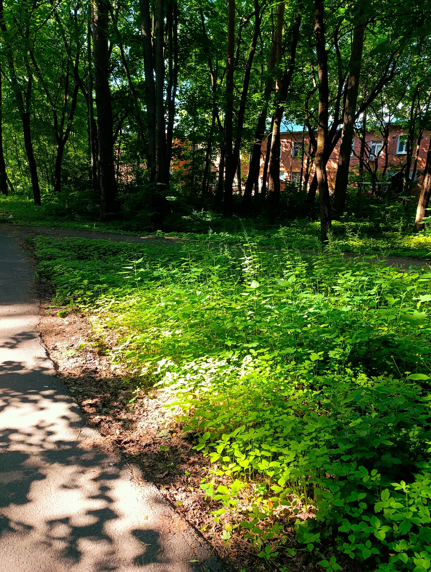 In a park in Unknown, Unknown, a paved path curves to the left, bordered by lush green foliage and tree trunks. Sunlight filters through the dense canopy of trees, casting dappled shadows on the path and illuminating patches of the vibrant undergrowth. In the background, a brick building with white windows is partially visible through the trees. The scene depicts a tranquil, sun-drenched day in a wooded urban area.