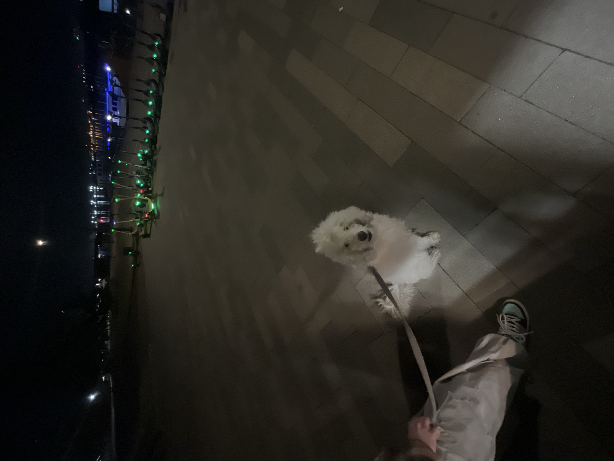 An overhead, low-light photograph captures a person walking a small, fluffy white dog on a leash at night. The dog, positioned in the center, looks directly up at the camera with its eyes clearly visible. Only the lower half of the person's body is visible in the bottom right, wearing light-colored pants and a sneaker with light blue and black details, holding the dog's leash.
The ground is a dark, paved surface made of rectangular blocks or pavers. In the background, along the left side of the image, a row of electric scooters is parked, each displaying a bright green light. Beyond the scooters, a body of water (likely a river or bay) reflects numerous distant lights from buildings or structures on the far bank. A boat with prominent blue lights is also visible on the water.
The time of day is night, with the scene illuminated primarily by artificial lights from the scooters, the boat, and the distant shore, creating a dark yet active urban or waterfront setting. The dog appears attentive, perhaps paused during the walk. There is no visible text in the image.