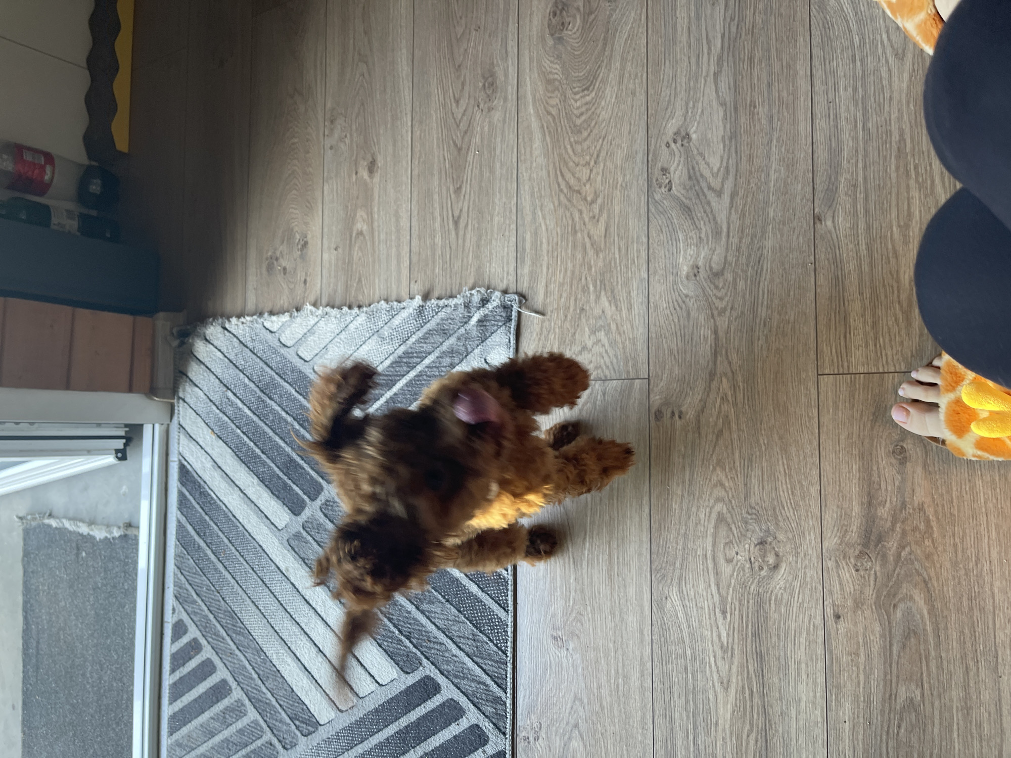 A high-angle shot shows a brown, poodle-type dog on a gray and white geometric-patterned rug, adjacent to a light-brown wooden floor. To the right of the dog and floor, a person wearing dark pants and yellow slippers is visible. To the left, a doorway and part of a doorframe are apparent. The location is not discernible from the image, and there is no specific indication that this is Sofia, Bulgaria.