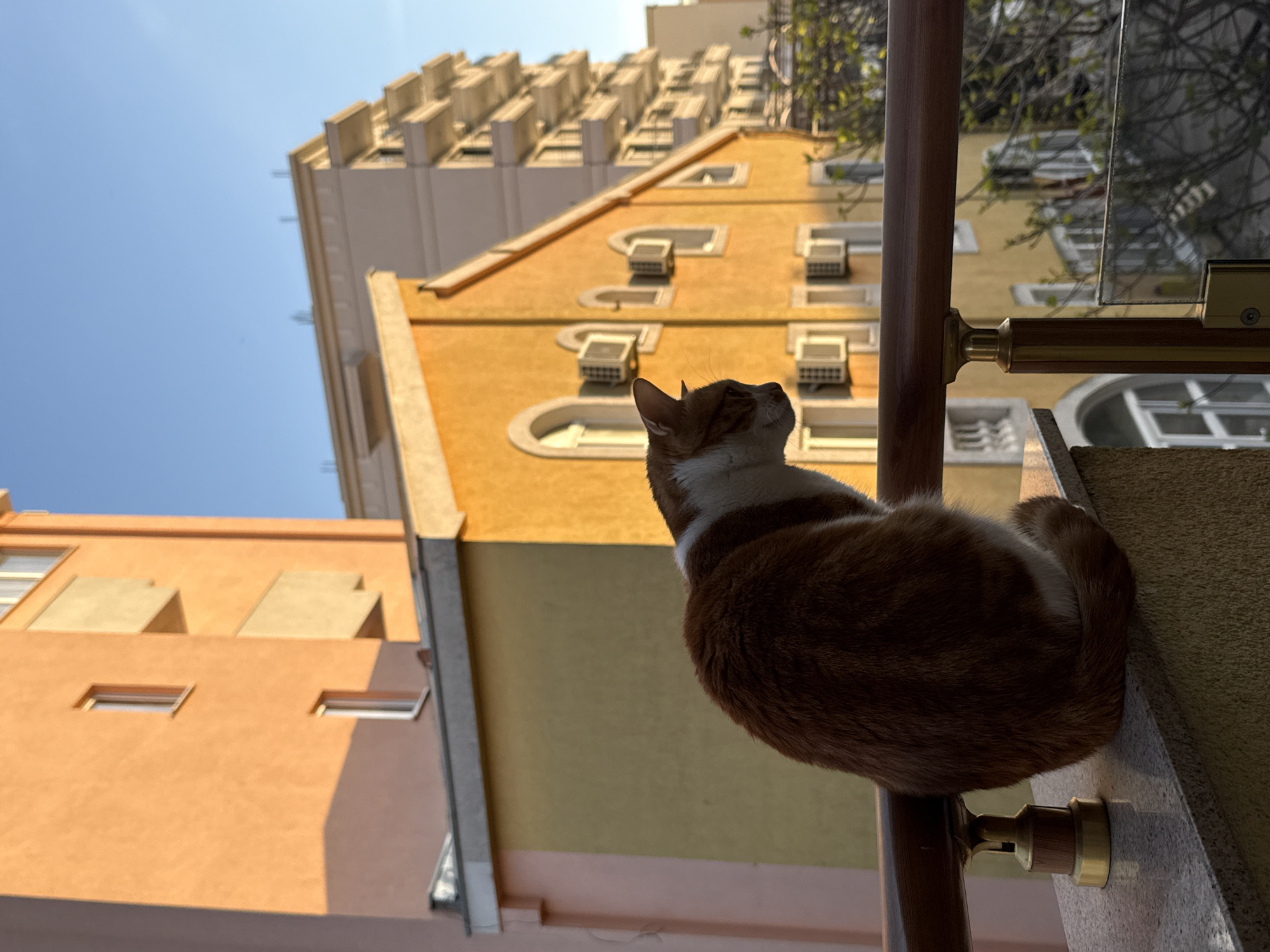 A low-angle, outdoor shot depicts an orange and white cat resting on a ledge in an urban environment. The cat faces away from the viewer, looking up at the surrounding architecture. Behind the cat are buildings of various colors, including shades of orange and yellow. Many of the buildings feature air conditioning units protruding from the walls, and the architectural styles vary, with some buildings appearing modern and others more traditional. A railing is located to the right of the cat, partly obstructing the view of the background buildings. The sky is a clear blue, with no visible clouds. The image is taken in Bar, Montenegro.