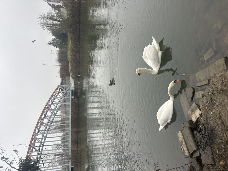 The scene captures a section of a waterway in Schiltigheim, France, under an overcast sky. In the foreground, two white Mute Swans with orange and black bills are present on the calm, dark grey water. The swan in the lower-left extends its long neck downward, pecking at a small, cylindrical orange object floating near the muddy bank, which is characterized by several partially submerged, broken concrete slabs. The second swan floats to the right of the first, with its neck erect, facing generally right. A single brown duck swims in the mid-distance between the swans and the far bank. In the background, a light grey arched truss bridge with a prominent orange-brown top chord spans the water. The far bank exhibits bare-branched trees and bushes, a grassy area, and a street light, with hints of residential buildings further behind the vegetation. A dark bird is in flight in the upper right quadrant of the sky.