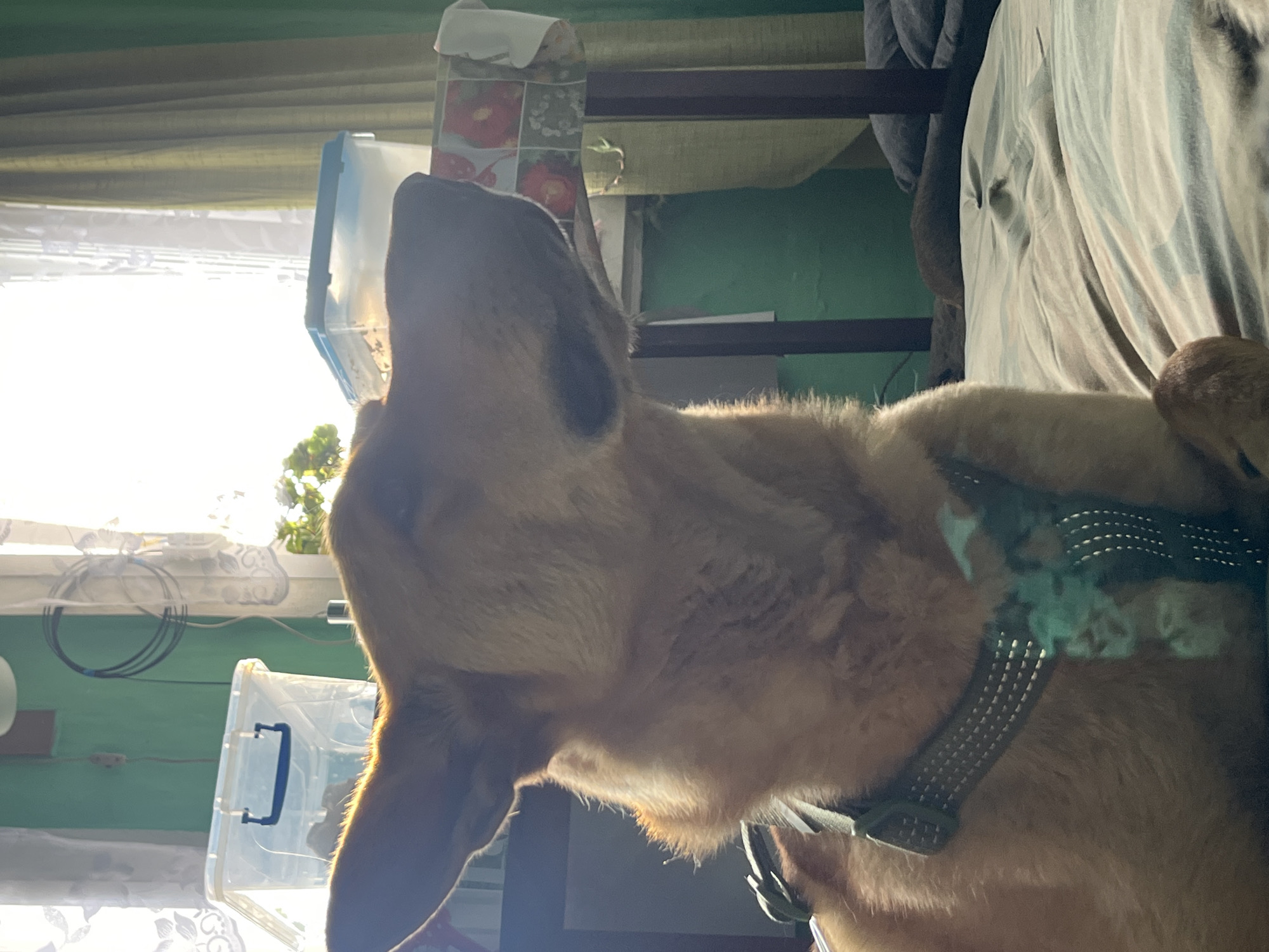 A light brown dog with large ears and a dark harness is lying on a striped bed. The dog's eyes are closed. The background shows a green wall, a window with white and green curtains, and a table with two clear plastic containers on it. There is a plant visible in the window. The scene appears to be indoors, possibly in a home. The image does not provide any information about the city of Nizhny Tagil, Russia.