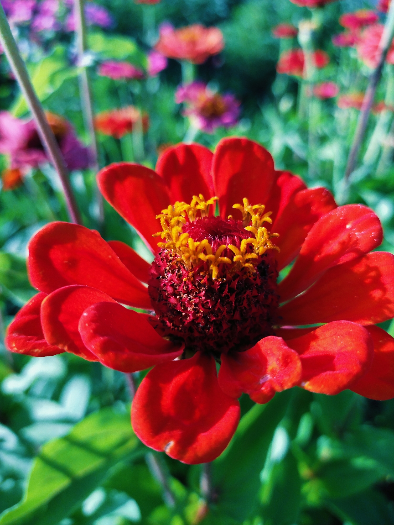 A close-up, low-angle shot captures a vibrant red zinnia flower in full bloom, its petals unfurling towards the viewer. The flower's center is a rich, dark red, topped with a cluster of bright yellow stamen that radiate outward. The background is a soft blur of other flowers and green foliage, suggesting a garden setting. The lighting is natural and bright, highlighting the delicate textures and colors of the petals. The image was taken in the city of Horishni Plavni, Ukraine, on a clear day, likely in a park or botanical garden.