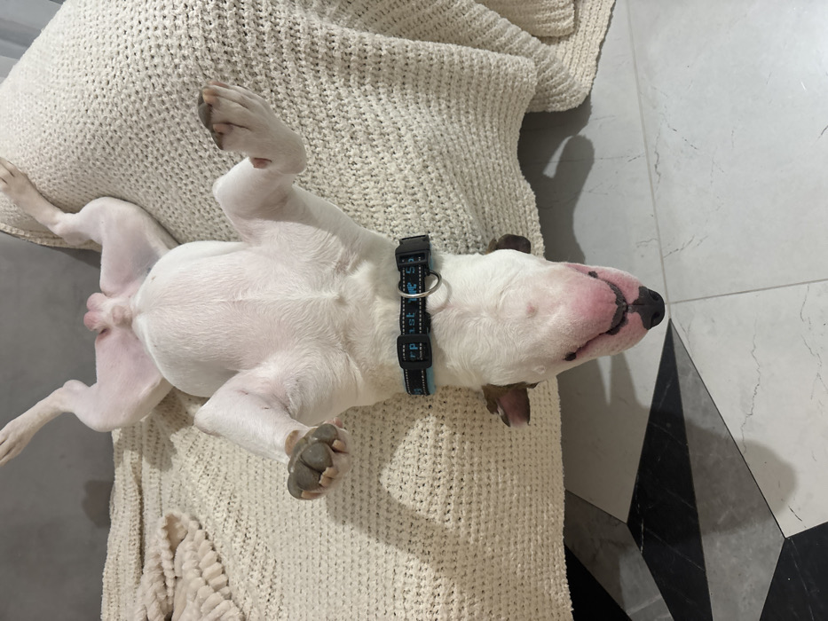 A white Bull Terrier dog with a black and blue collar is on its back on a large, textured, off-white cushion. Its legs are splayed out, exposing its belly. The dog's pink nose is prominent, and its eyes are closed. The background includes a plain gray floor and a black and white patterned tile floor. The dog appears relaxed and comfortable.