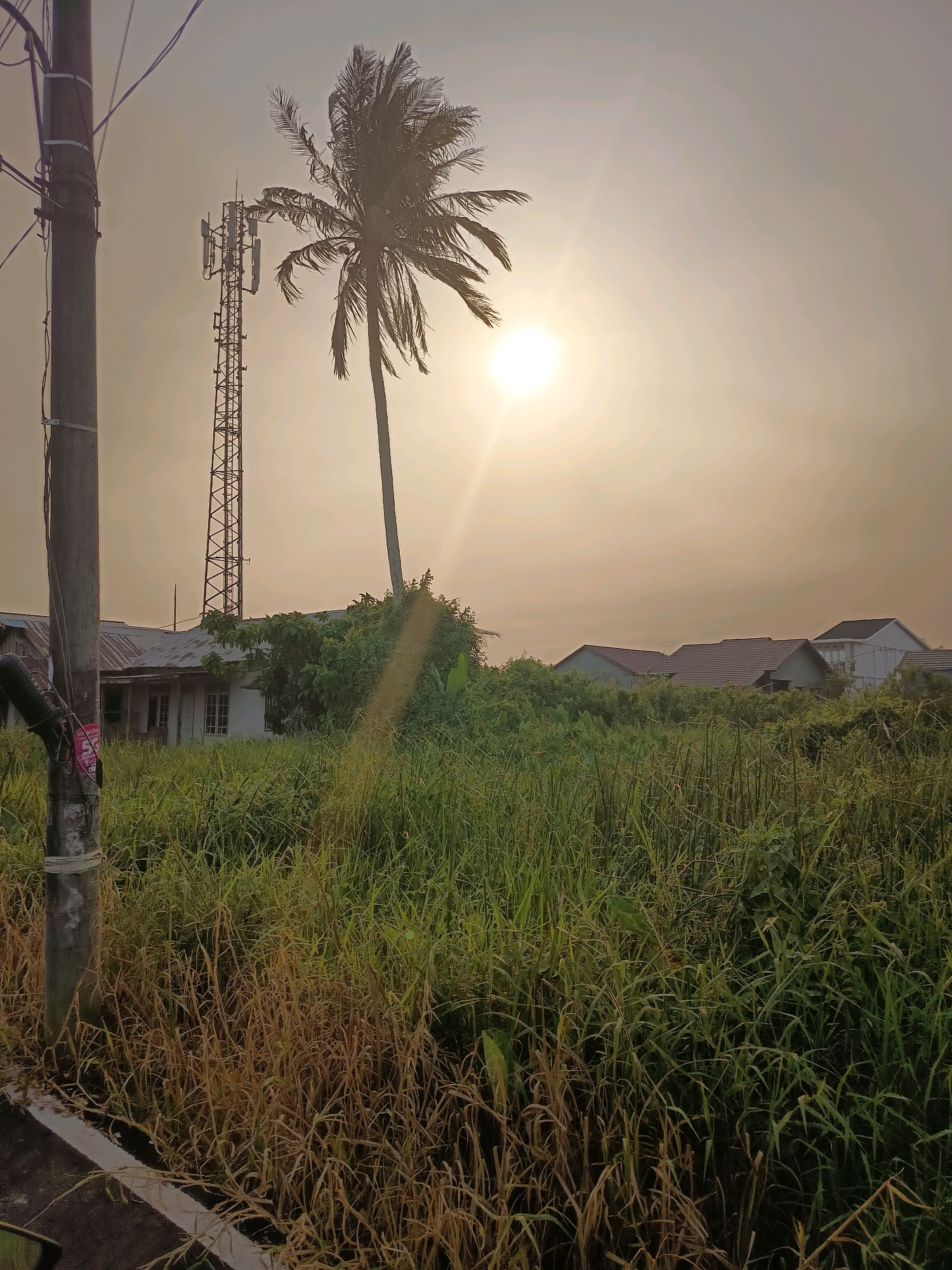 A serene, overexposed photograph captures a landscape at what appears to be dawn or dusk in Banjarmasin, Indonesia. The sun, a bright, diffused orb, dominates the upper right quadrant, casting a warm, golden haze over the scene. In the foreground, a utilitarian utility pole stands to the left, adorned with various wires and a small, red sign. To its right, a dense field of tall, green and dry grass stretches towards the horizon. Behind the field, a cluster of houses with corrugated metal roofs are visible, partially obscured by lush vegetation. A prominent cell tower rises behind the houses, its metallic lattice structure stark against the bright sky. A solitary coconut palm tree stands tall to the left of the cell tower, its fronds silhouetted against the sun. The overall impression is one of a rural or semi-rural outskirts of the city, peaceful and bathed in the soft light of a fading or emerging sun.
