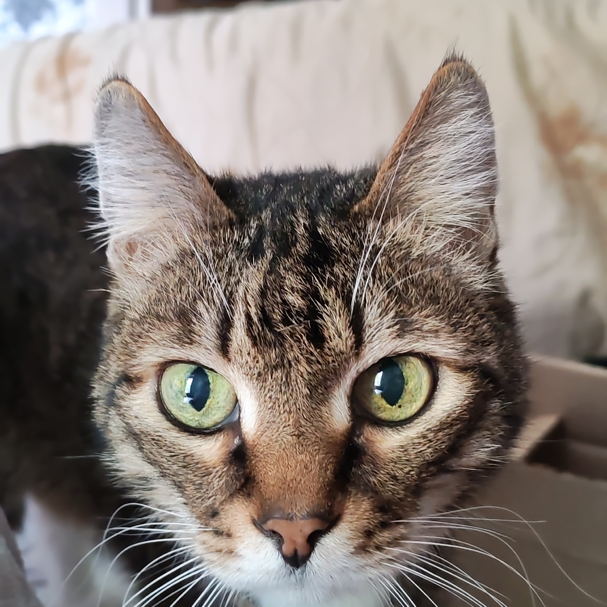 A close-up shot reveals a brown tabby cat with striking green eyes, staring directly at the camera. The cat has a pink nose and long white whiskers. The background is softly blurred, showing a neutral-toned couch. The image does not contain any information about Chaikovsky, Russia.