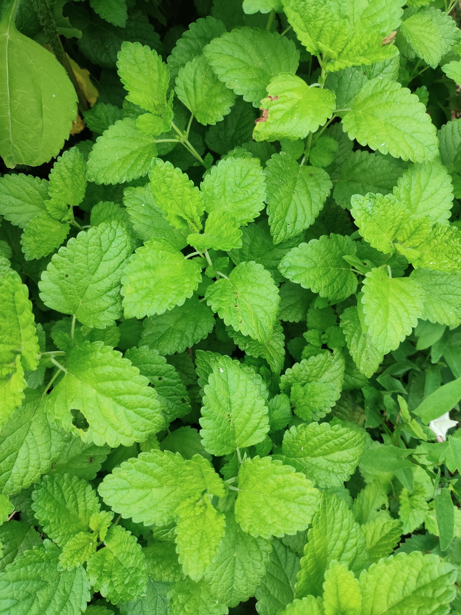 The image shows a dense patch of vibrant green leaves, likely a herb such as lemon balm or mint. The leaves are textured, with visible veins and serrated edges. Some leaves have small holes or brown imperfections, suggesting natural growth or insect activity. The lighting is diffused, creating a consistent green hue throughout the foliage. The background is a dark blur of more leaves and shadows, indicating a natural, outdoor setting. There is no visible indication of human presence or any urban features. The scene is presented from a top-down perspective, with no specific geographical markers that would allow for identification of the location within Znamenskiy, Russia.