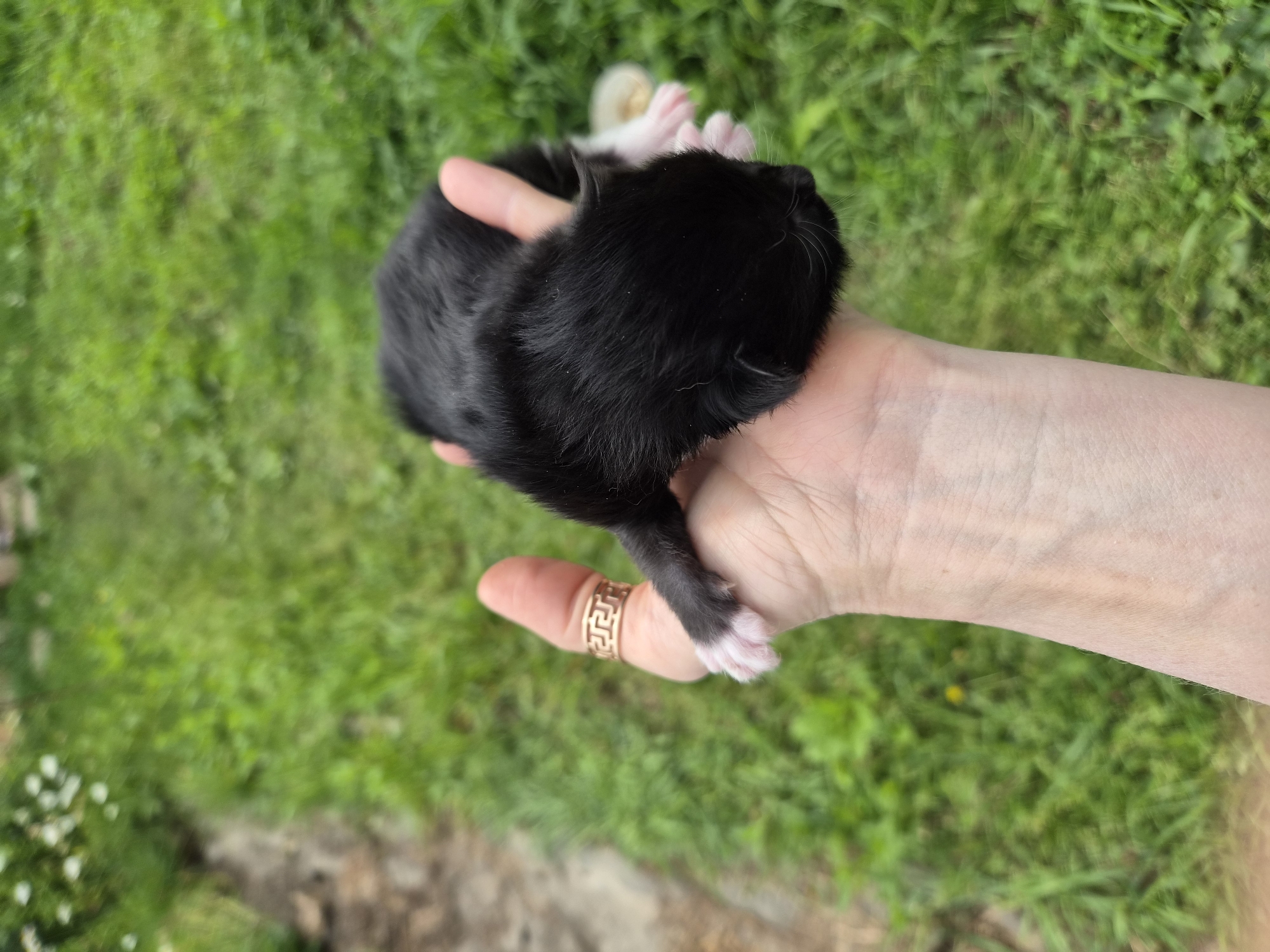 A newborn black and white puppy with pink paws is being held in a person's hand outdoors in the city of Novosisoevka, Russia. The puppy is resting on the palm of the hand, with its head facing right. The hand is partially covering the puppy's body. The puppy has black fur on its head and back, and white fur on its paws. The person is wearing a gold ring on their thumb. The background is a grassy area with some out-of-focus greenery.