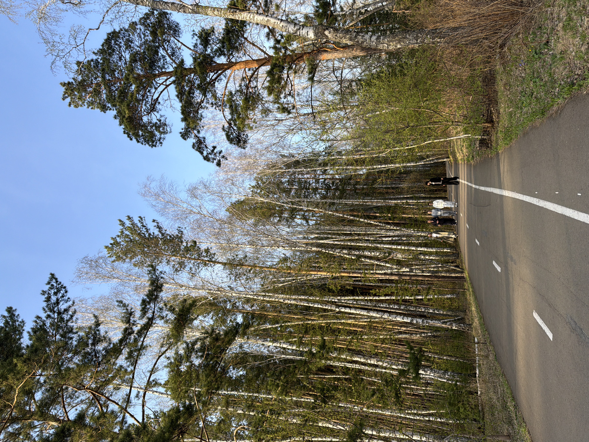The image depicts a paved path cutting through a wooded area. The path, marked with a white dividing line and white dash markers, is likely a pedestrian or bicycle path. A group of four people are walking along the path in the distance. The path is flanked by a dense forest of deciduous trees with white bark, typical of birch trees, and some evergreen trees. The trees cast long shadows across the path, suggesting it is either morning or late afternoon. The sky is a clear, pale blue. Given the prominence of birch trees and evergreen trees, this image likely depicts a location in a park or forested area near the city of Krasnoyarsk, Russia.