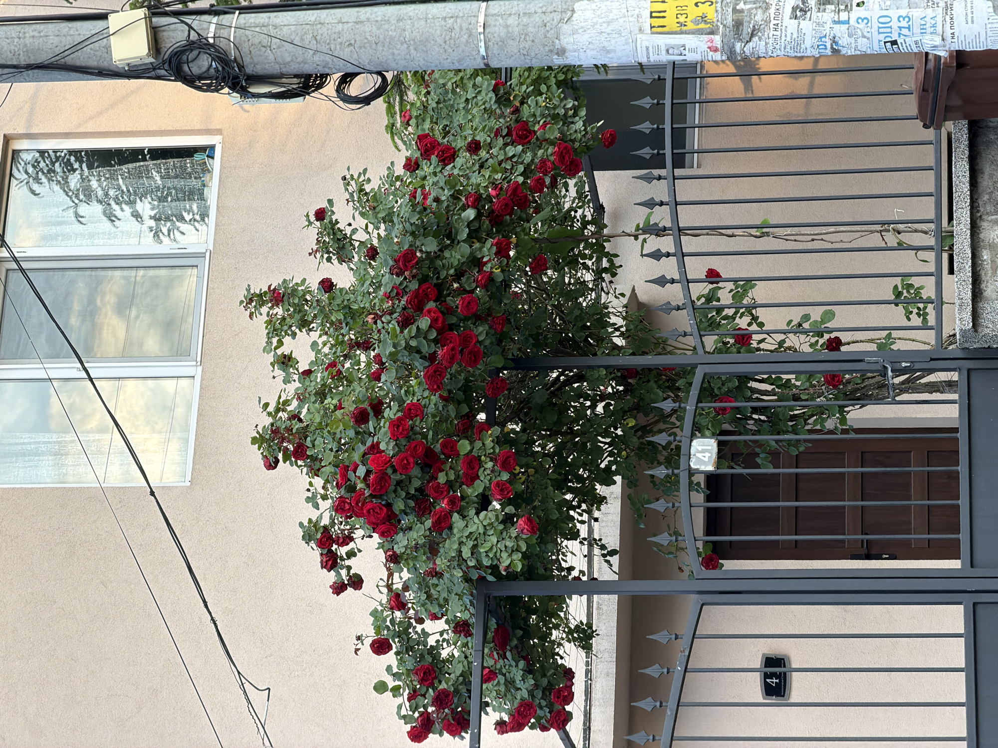 The image shows a rose bush with many red roses growing in front of a house. The house has a window and a gate with the number "41" on it. There is also a power pole next to the house with wires running to it. The location of the house is most likely in Burgas, Bulgaria, based on the presence of Cyrillic text on the power pole. The text appears to be advertising roofing services.