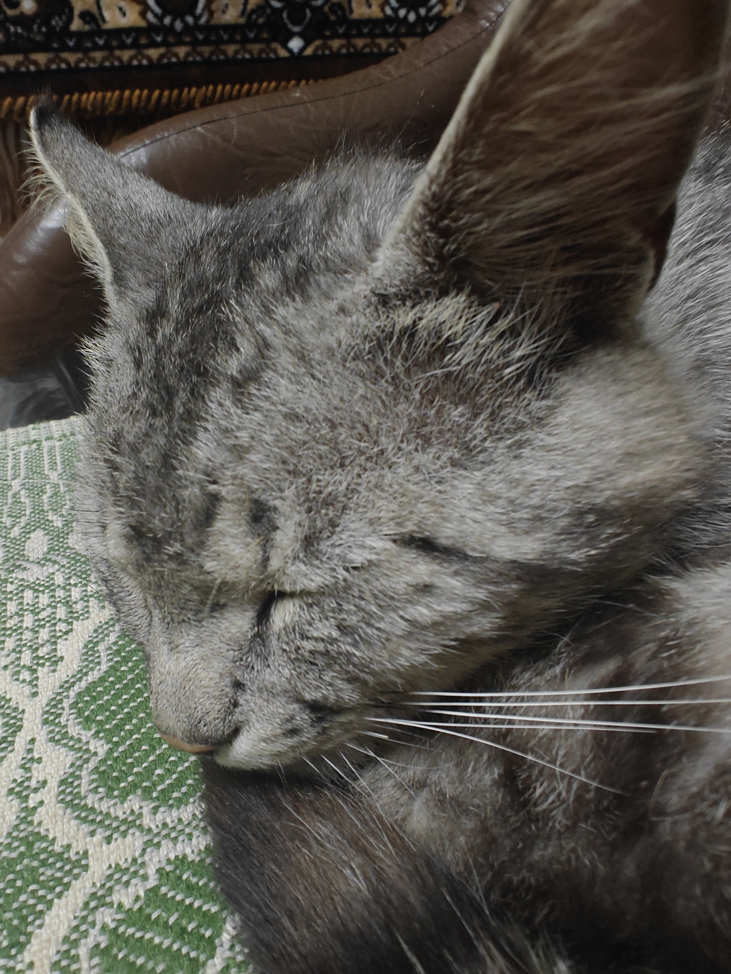 A close-up, eye-level shot shows a gray tabby cat sleeping on a green and white patterned textile. The cat's face is turned to the left, with its eyes closed and its head resting on the textile. Its fur is a mix of gray and black stripes, and its whiskers are long and white. The background is out of focus, but appears to be a brown leather surface and a patterned rug. The lighting is dim.