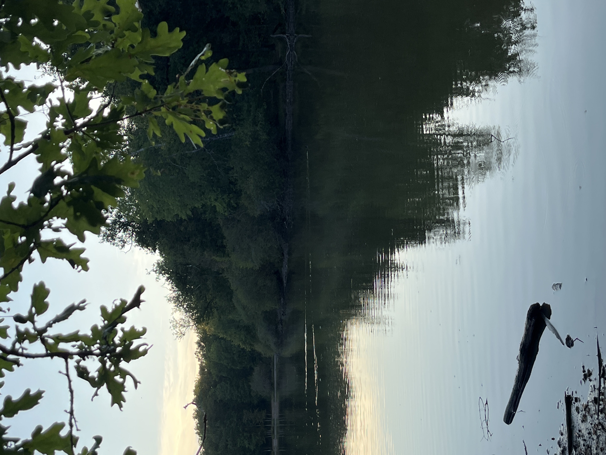 The image shows a tranquil lake scene at dusk, likely within the commune of Sonchamp, France. In the foreground, a dark, rough-textured log floats diagonally in the calm, reflective water, partially submerged and casting a shadow. The water's surface exhibits subtle ripples, creating distorted reflections of the surrounding environment. The shoreline is visible to the left, composed of mud and scattered debris, with some small branches extending into the water.
The middle ground features the expansive lake, its dark water reflecting the dense foliage of trees and shrubs that line the opposite bank. These trees form a dark, unbroken wall of green, with varying textures and shades indicating different species. The sky above the treeline is pale and washed out, suggesting the fading light of sunset or sunrise.
In the upper portion of the image, the branches of an oak tree, with its distinctive lobed leaves, overhang the scene. The leaves are a deep green, some appearing slightly dew-kissed. The overall atmosphere is peaceful and natural, indicative of a secluded lakeside environment. There are no people or animals visible in the frame.