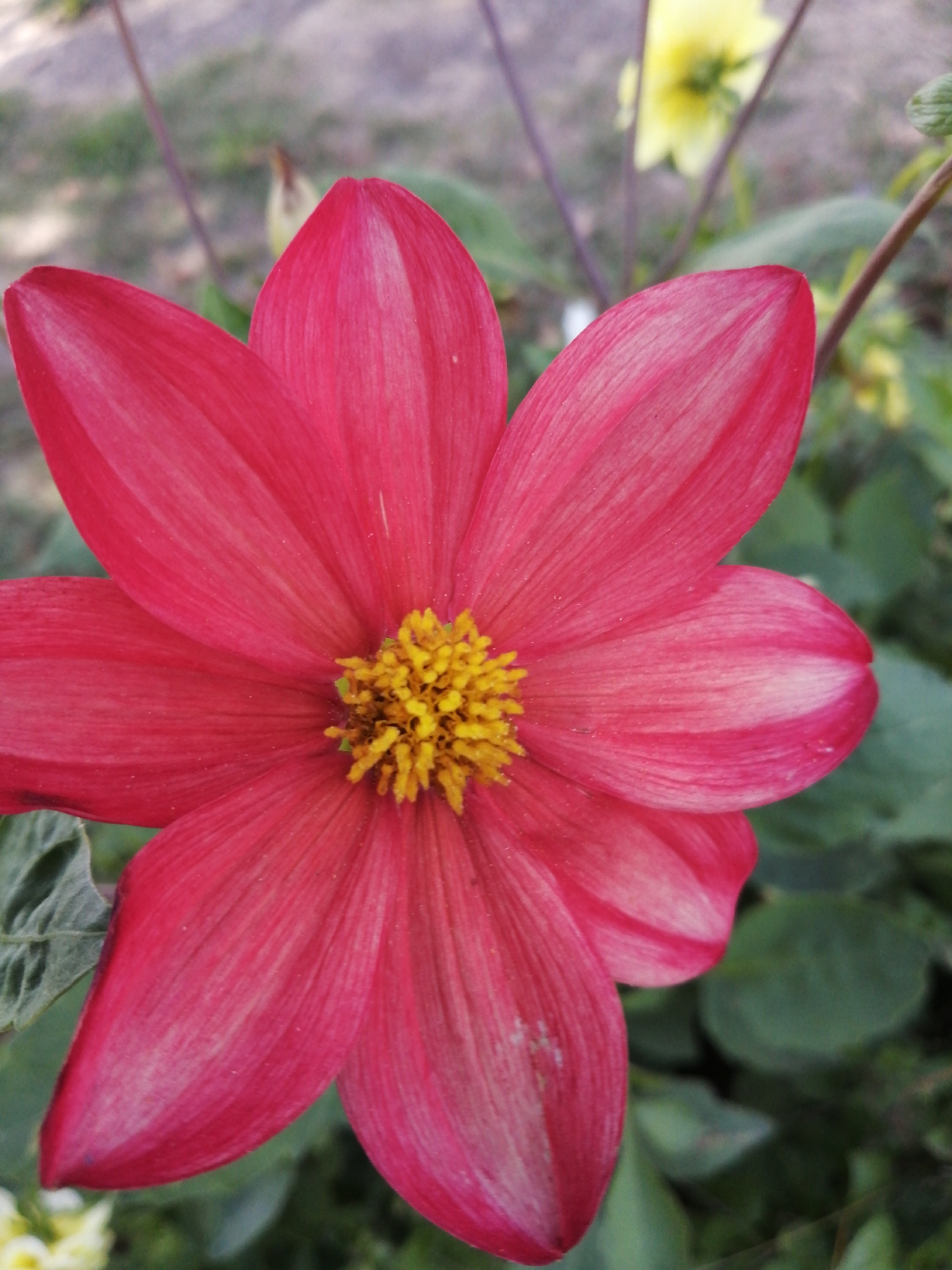 A close-up, vertical shot focuses on a vibrant pink dahlia flower in bloom. The flower's petals are broad and pointed, with a delicate gradient of color from a deep pink at the edges to a lighter pink towards the center, some with thin white stripes. The center of the flower is a bright yellow, composed of many small, densely packed stamens. The background is softly blurred, showing green foliage and hints of other flowers, including a blurry yellow bloom. The image is taken outdoors, likely in a garden setting within the Доўгаўскі сельскі Савет, Belarus, with natural light illuminating the flower.