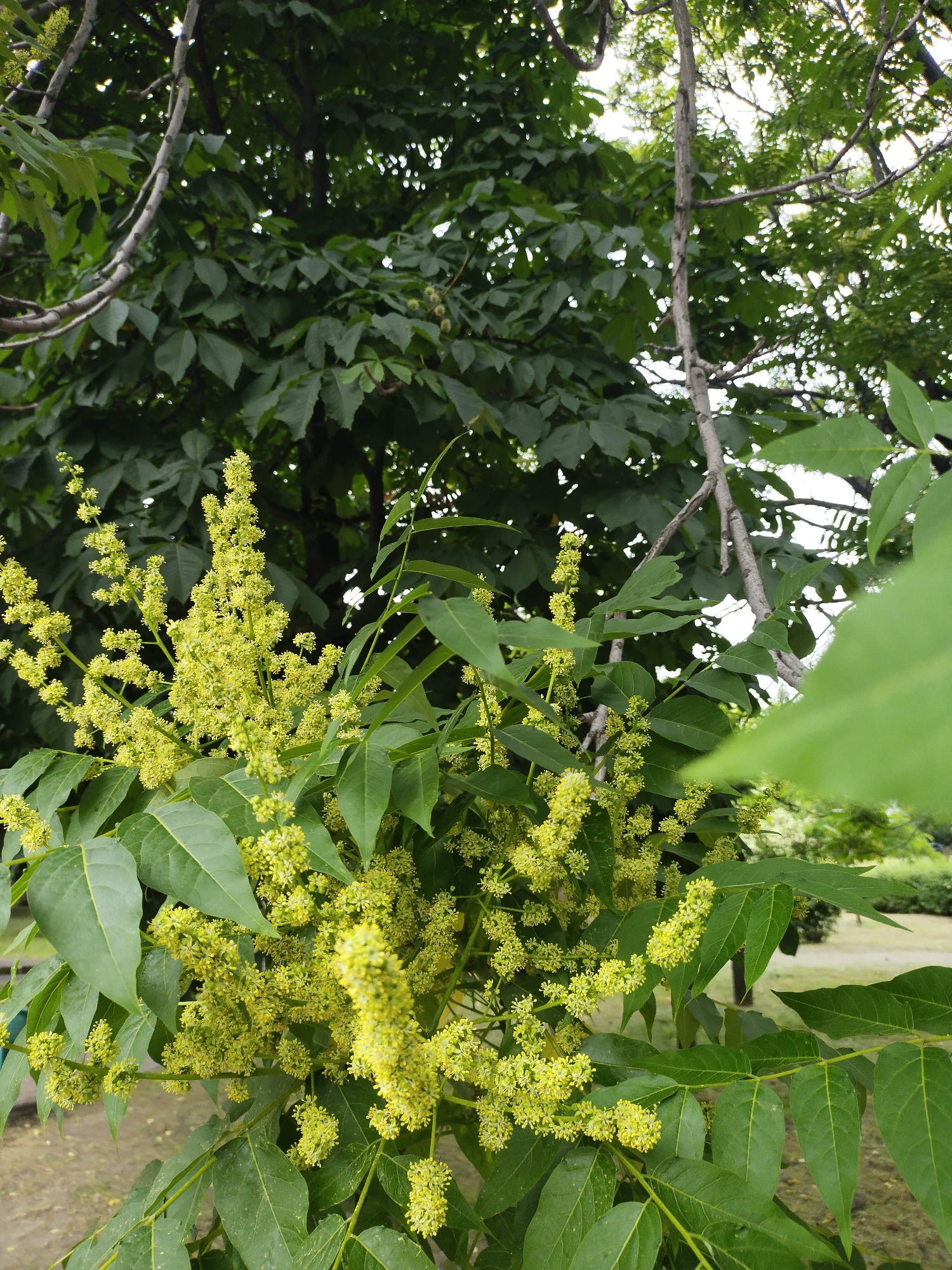 The image shows a close-up of a tree with clusters of small, pale yellow flowers and green leaves. The tree appears to be in an outdoor setting, possibly a park or garden. The background is blurred, showing more foliage and hints of sky. The focus is on the detailed texture of the flowers and leaves. There is no indication of human presence or activity. The location is identified as Horishni Plavni, Ukraine.
