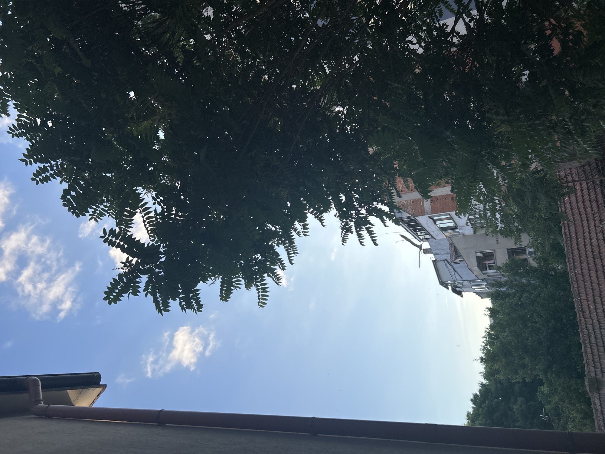 The image shows a view from a building in Burgas, Bulgaria, looking up towards the sky. A large, dark green tree with many leaves dominates the right side of the frame, obscuring much of the sky and the buildings behind it. The sky is a clear blue with scattered white clouds. To the left, a portion of a building's exterior wall and a brown downspout are visible. Below the tree, a multi-story apartment building with a brick and concrete facade can be seen. In the foreground, a tiled roof is visible. The scene appears to be an urban residential area.