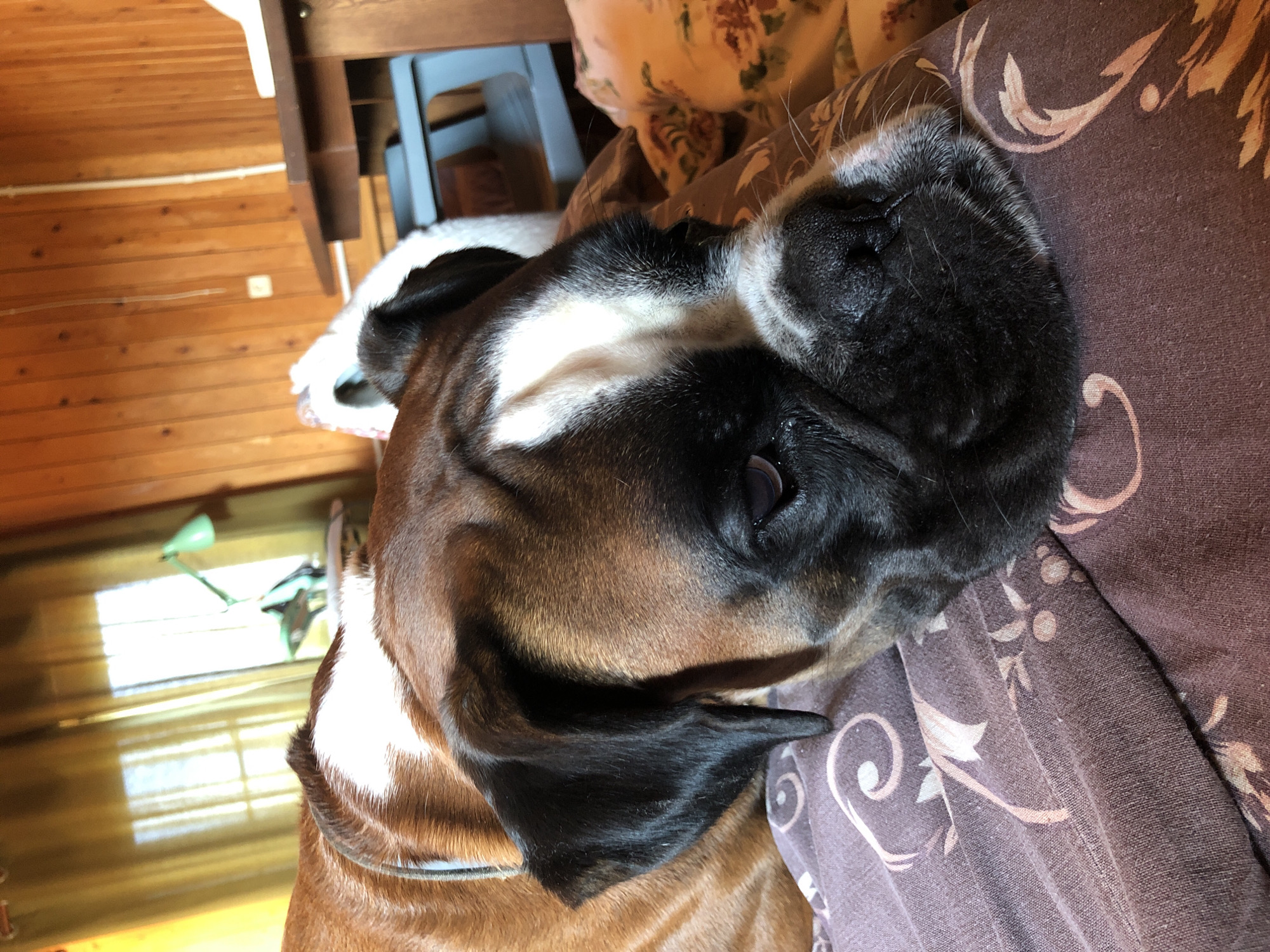 The image shows a close-up of a boxer dog resting on a patterned blanket. The dog has brown and white fur, with a black muzzle and dark eyes. Its head is resting on the blanket, and its eyes are partially closed. The background is blurred, but it appears to be an indoor setting with wooden walls and a window with green curtains. There is also a glimpse of a table and some furniture in the background. The overall impression is of a relaxed and comfortable scene. The image does not provide any specific information about the location within the city of Романово, Russia.