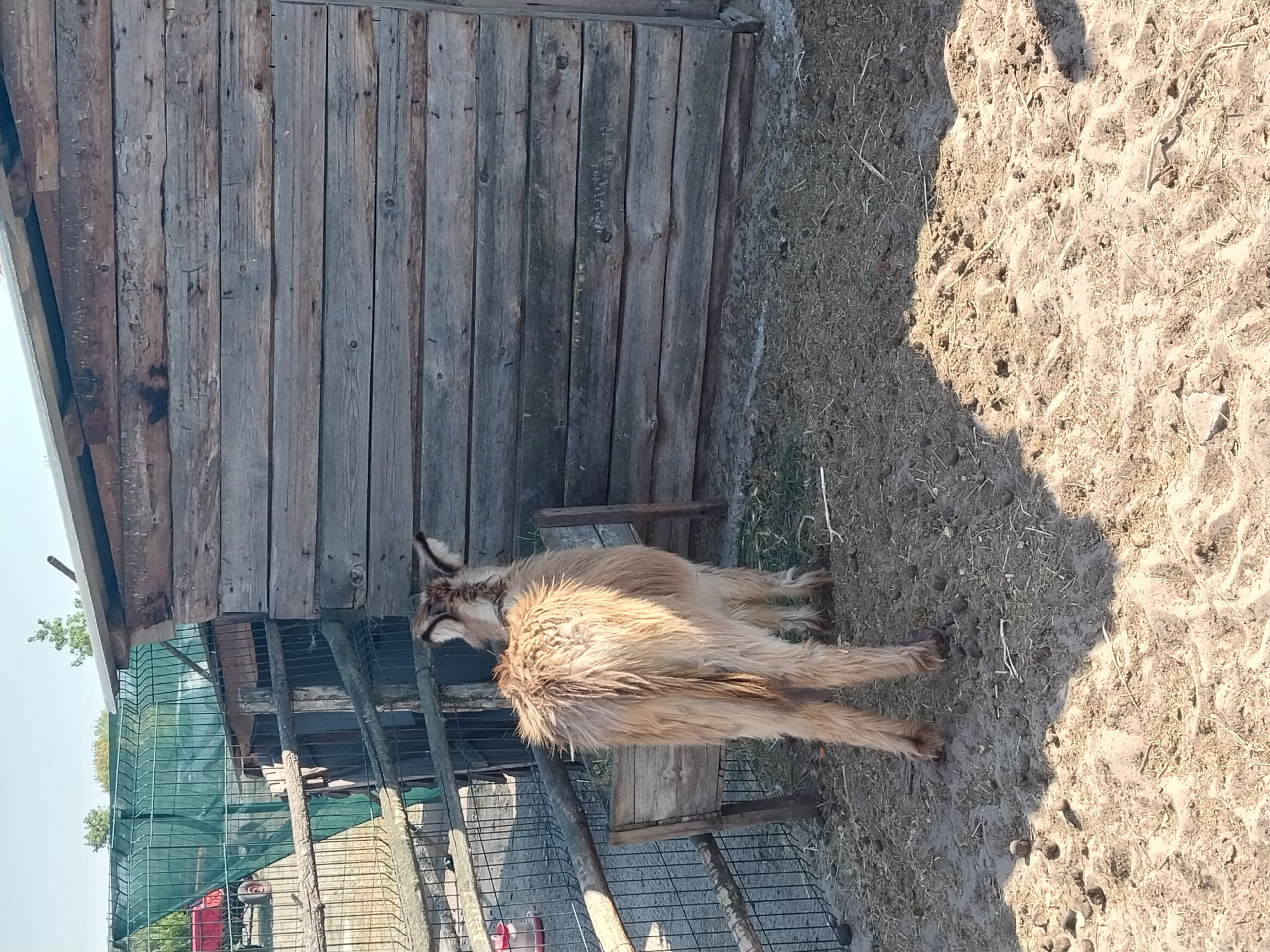 In Yelyzavetivka, Ukraine, a light-colored, shaggy-haired young donkey stands in a dirt enclosure next to a rustic wooden structure. The donkey is facing away from the camera, its hindquarters and tail prominently displayed. The enclosure is fenced with wire mesh and wooden posts. The wooden structure appears to be a shed or stable, constructed from weathered horizontal planks. Sunlight casts a shadow of the donkey on the dusty ground. In the background, a green mesh fence and trees are visible, with a red vehicle in the distance. The scene appears to be an outdoor animal pen or farm area.