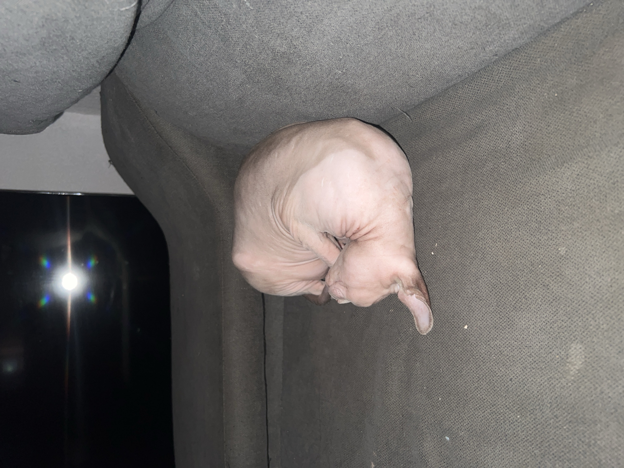 A hairless cat is curled up and sleeping on a dark gray couch. The cat is light pinkish-tan with darker markings on its ears and tail. It is positioned in the center of the image, its body forming a tight ball. The couch appears to be made of a textured fabric. In the background, to the left of the image, a dark surface with a bright, circular reflection is visible, likely a television screen or window. The scene appears to be indoors, in a dimly lit room. There is no visible indication of the city of Lloret De Mar, Spain in the image.