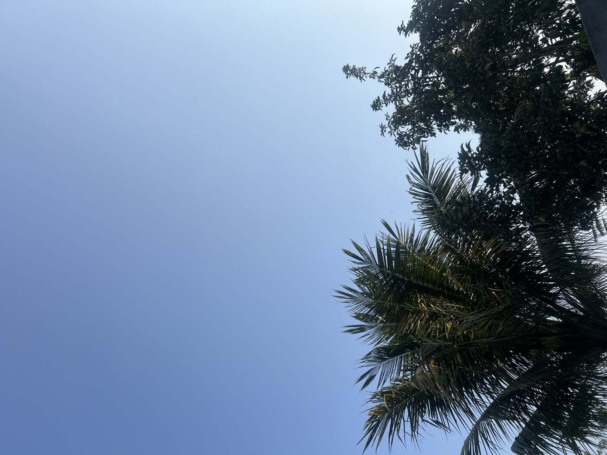 The image shows a clear blue sky above a dense canopy of green trees, including a palm tree on the left and another leafy tree on the right. The scene appears to be outdoors, likely in a tropical or subtropical location. The image is framed from a low angle, looking upwards at the trees and sky. The lighting suggests it is daytime, possibly late afternoon given the subtle gradient in the sky. There are no people or animals visible in the frame. The environment is natural and verdant, with the sky serving as a vast, uncluttered backdrop.