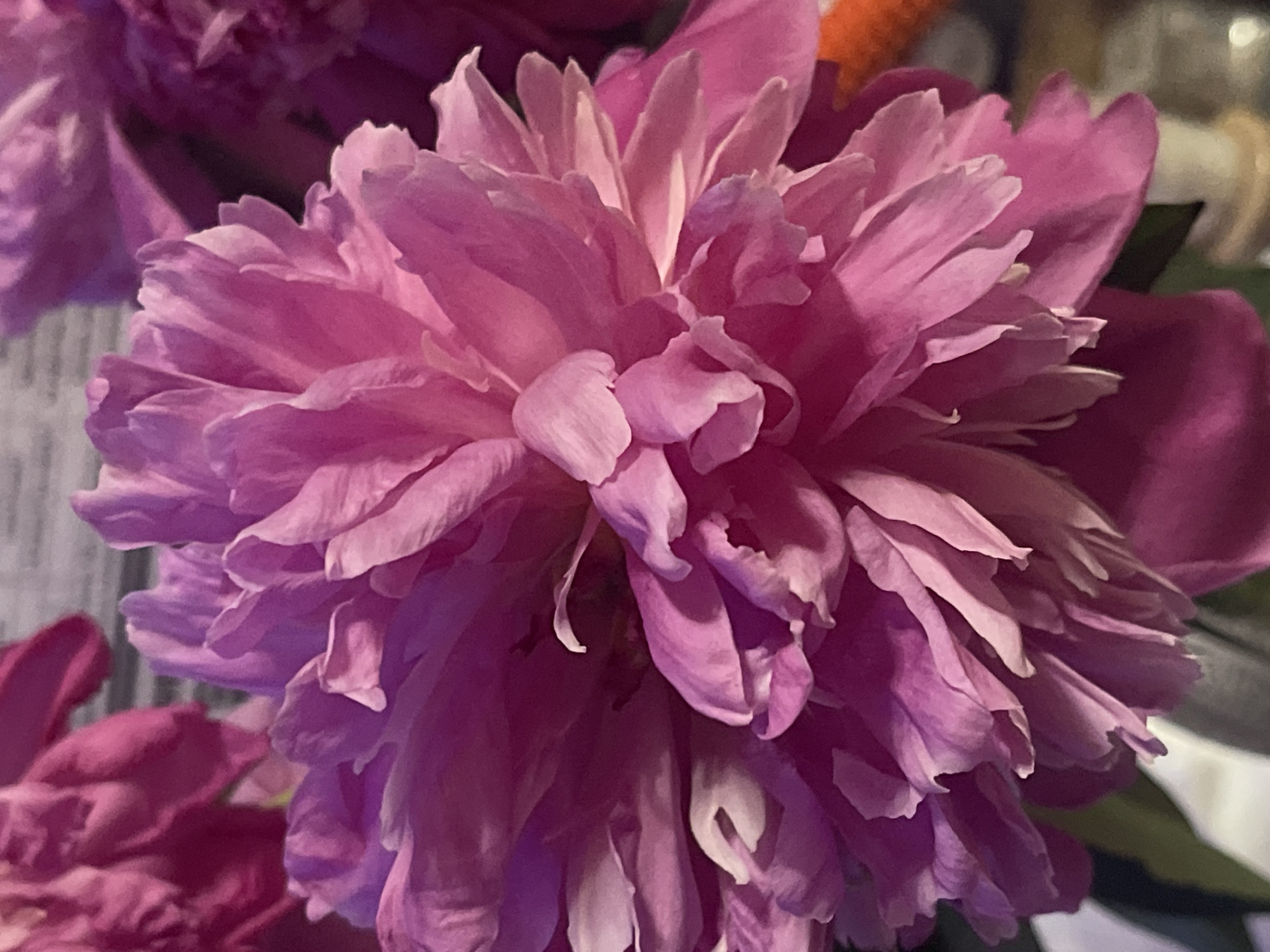 A close-up, low-angle shot captures the intricate layers of a vibrant pink peony flower in full bloom. The petals are soft and ruffled, with delicate folds and curves that create a sense of depth and texture. The lighting highlights the subtle variations in color, ranging from a soft pastel pink to a deeper magenta, with hints of purple in the shadows. The background is softly blurred, suggesting an indoor setting, possibly a vase with flowers, or a windowsill. The image evokes a feeling of natural beauty and the delicate complexity of a flower. There is no identifiable location in Minsk, Belarus, nor any people or specific actions taking place. The focus is solely on the detailed visual representation of the peony.