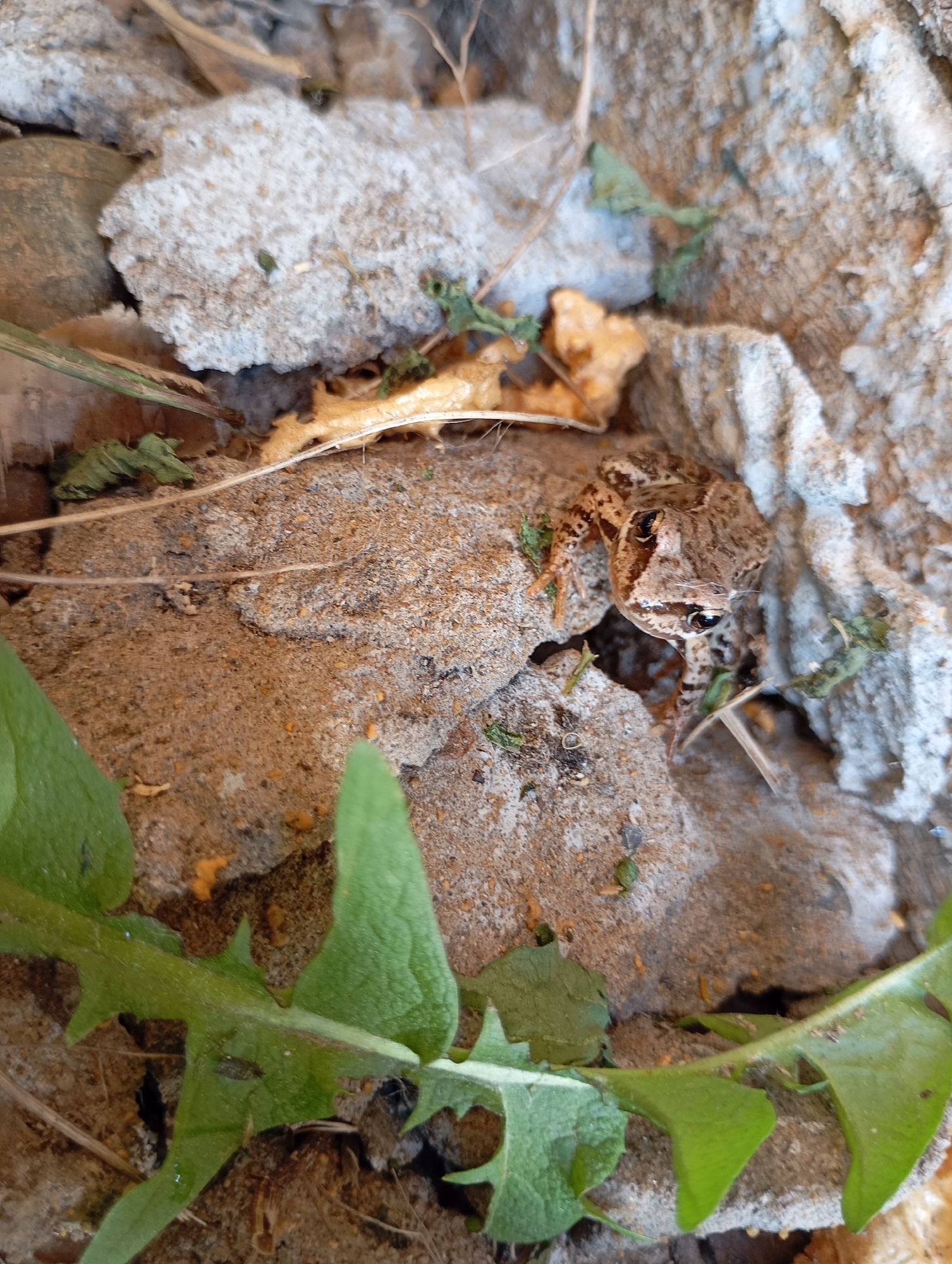 A mottled brown frog sits among rough, gray and tan rocks, with a few sprigs of green plants nearby. The scene appears to be a close-up shot, focusing on the frog's camouflage within its rocky environment.