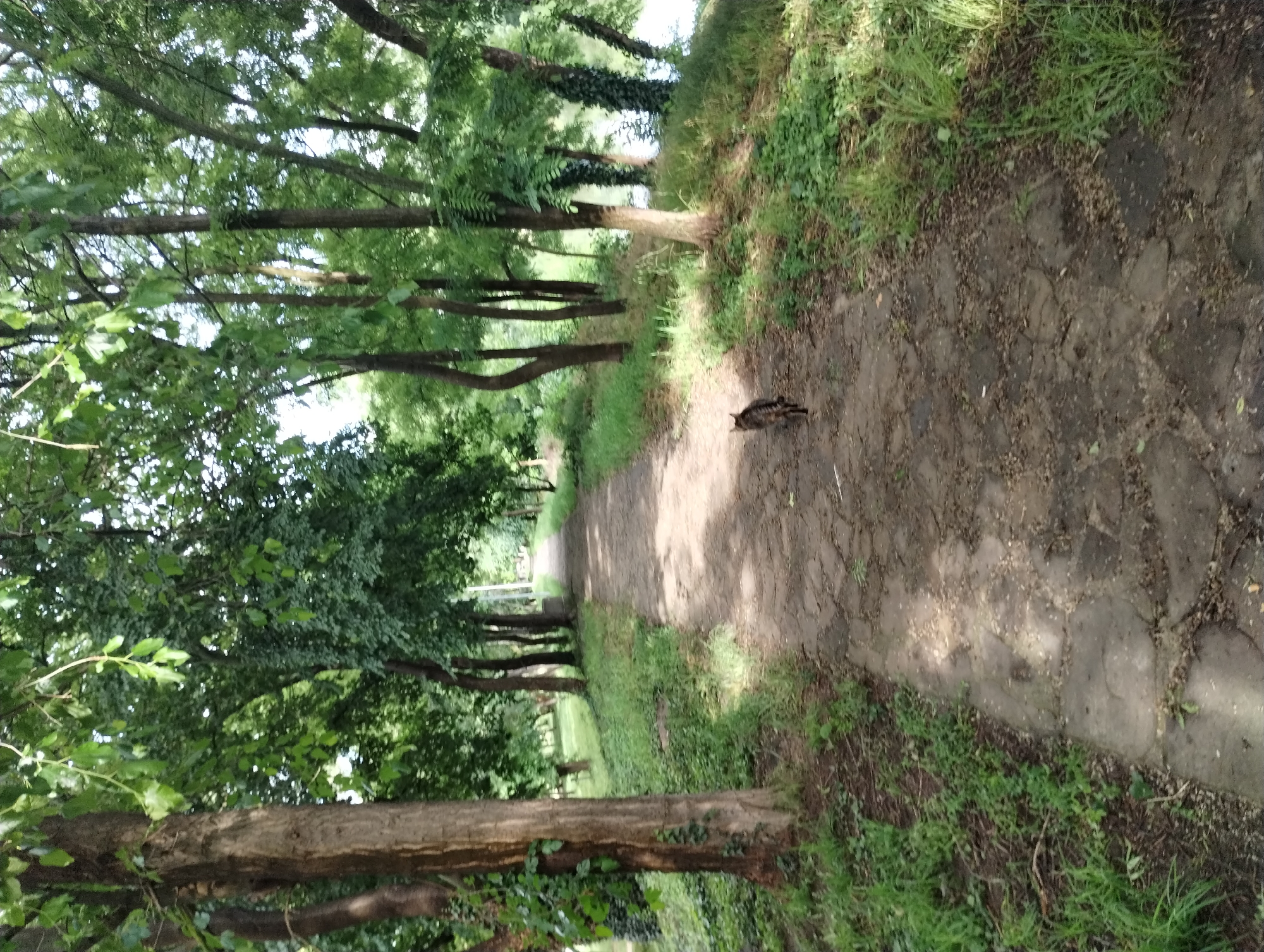 The image shows a path in what appears to be a park or wooded area. The path is composed of irregular, cracked stones. Trees line both sides of the path, creating a canopy overhead. Green vegetation grows along the edges of the path. A small animal, possibly a cat, is visible on the path.
While I am unable to conclusively determine the specific location within the city of Yambol, Bulgaria, I can suggest this scene is likely situated in a park-like setting containing walking paths and trees.