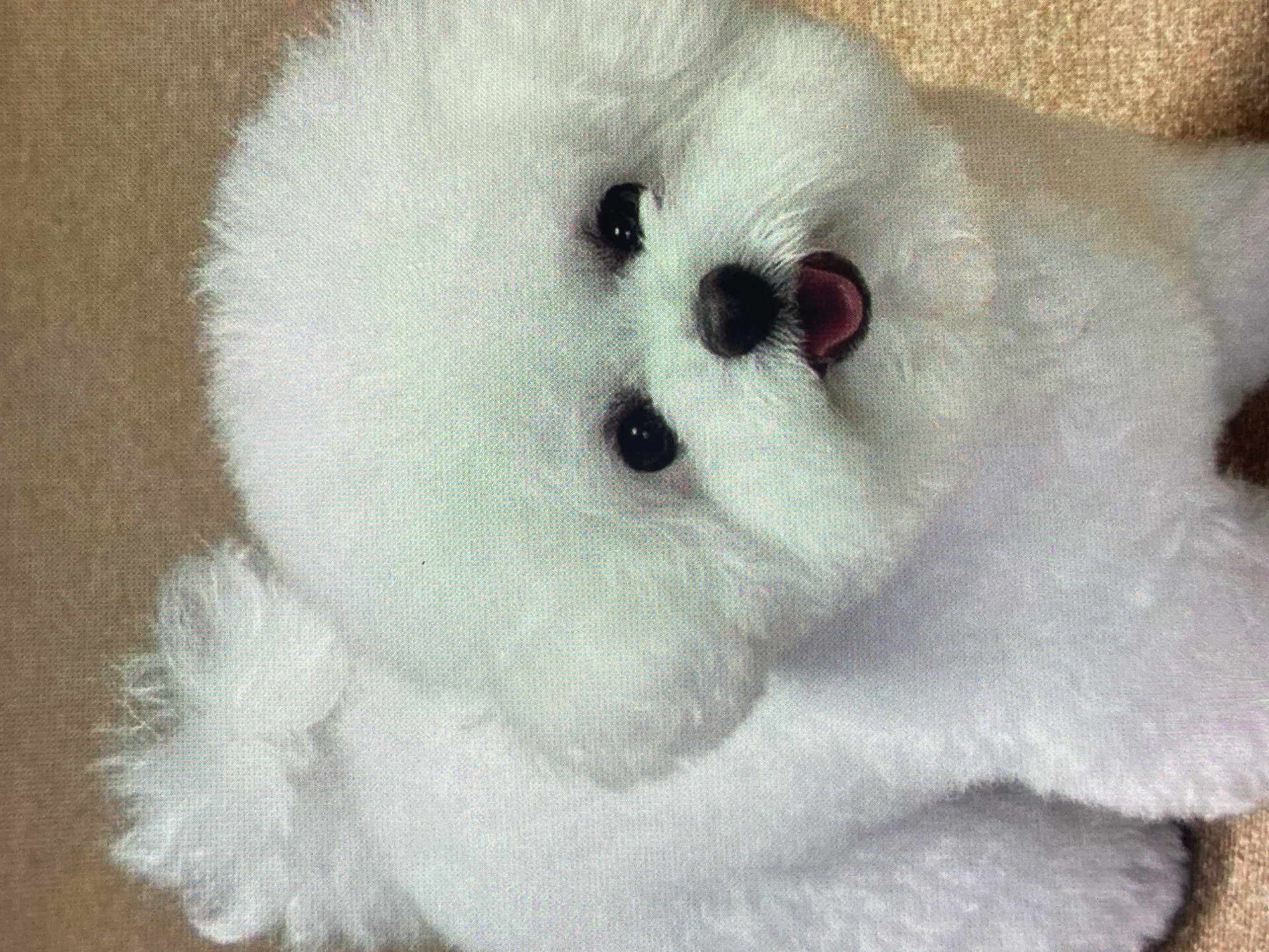 The image shows a close-up of a white Bichon Frise dog. The dog is fluffy and appears to be looking directly at the camera with its mouth slightly open, revealing a pink tongue. The background is a textured brown surface. The image quality is somewhat grainy. There is no information within the image or its context to suggest a location in Ustyvytsia, Ukraine.
