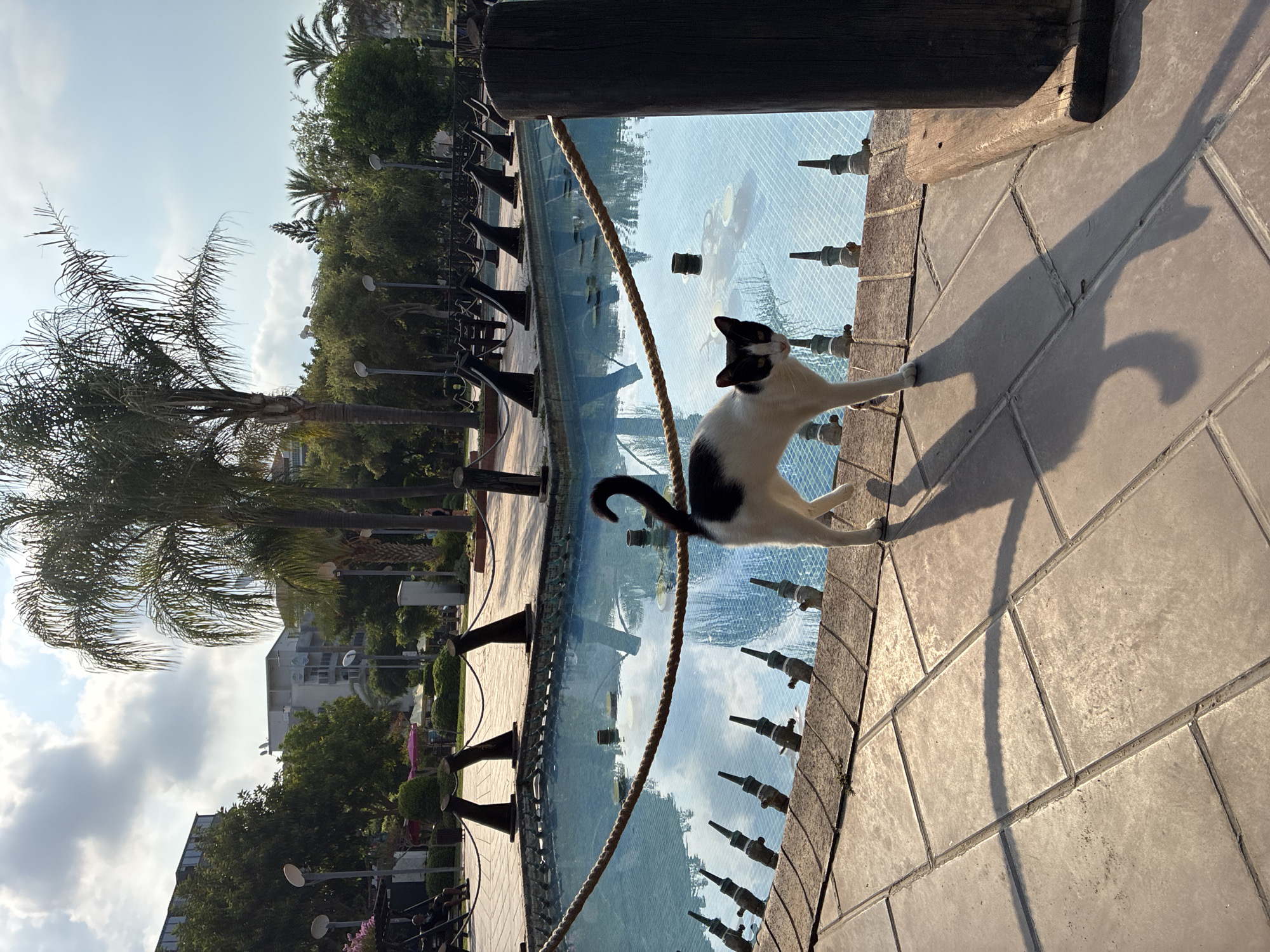 An adult, black and white cat with a long tail is standing on a tiled pathway next to an empty, shallow fountain. The cat is facing the camera and looking at the viewer. The fountain is rectangular and filled with blue water. The pathway is made of large, square, light-colored tiles. In the background, there are palm trees, other trees, some buildings, and a cloudy sky. The scene appears to be in a park or public area in Alanya, Turkey.