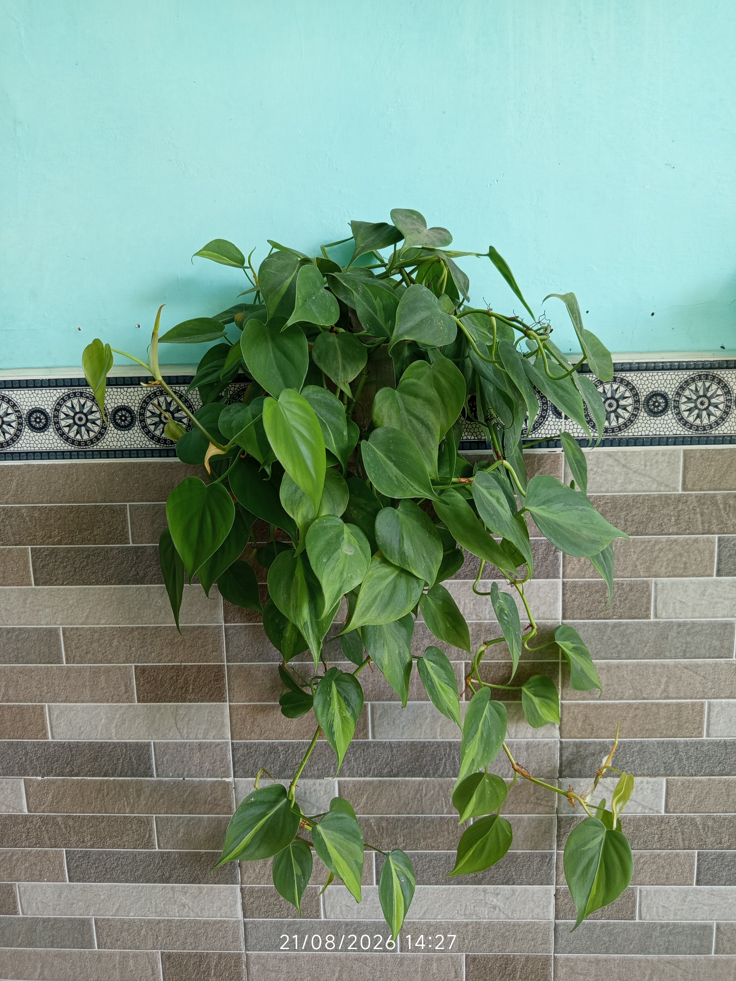 The image shows a hanging plant with heart-shaped green leaves, possibly a Philodendron, against a textured tiled wall in Canggu, Indonesia. The wall is adorned with a decorative border of circular patterns. The background wall above the tile is painted a light turquoise color. A timestamp "21/08/2026 14:27" is visible in the bottom right corner of the image. There are no people or animals in the scene.