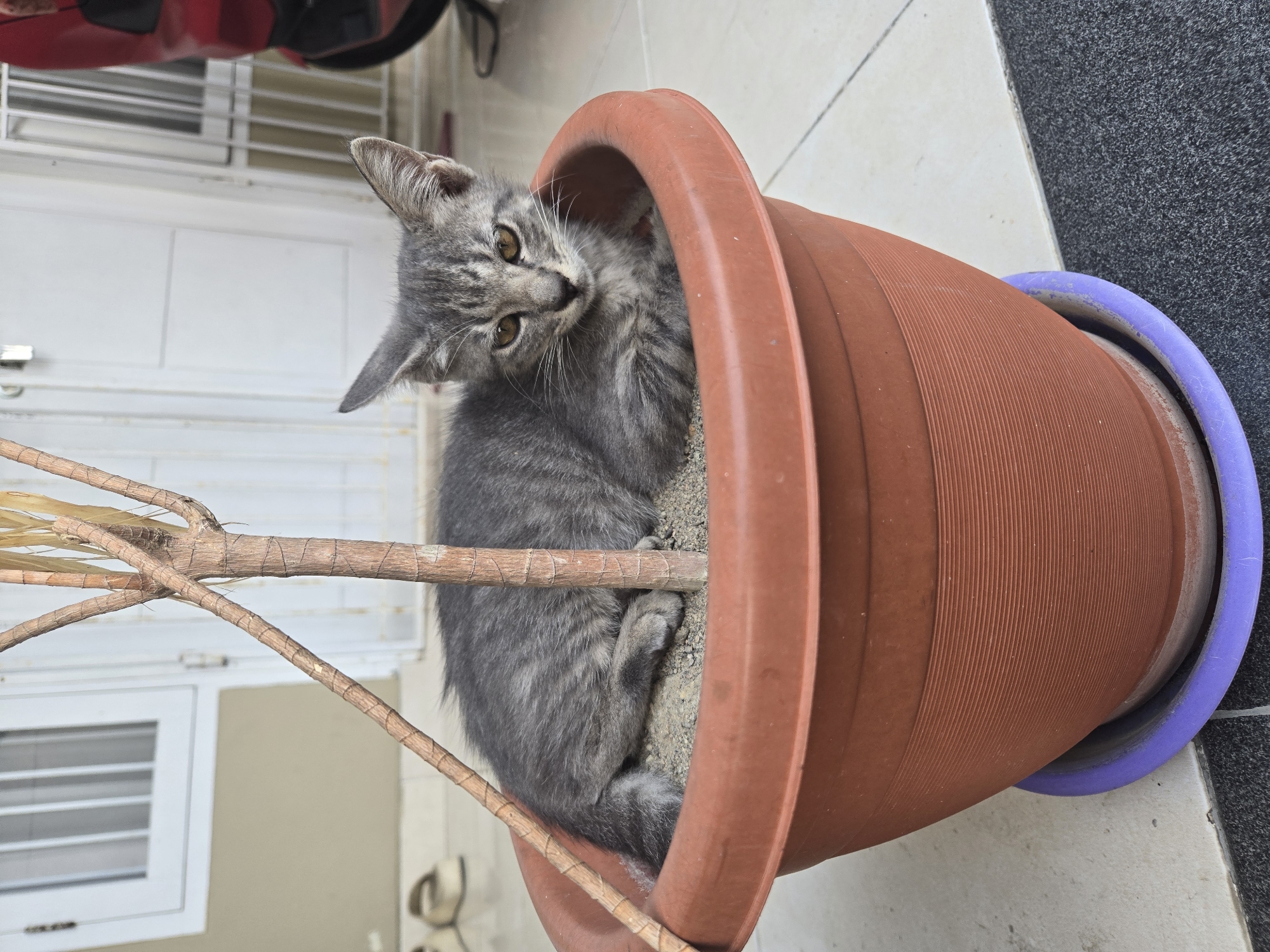 A young, grey tabby kitten is nestled in a brown, circular plant pot filled with soil. The kitten is partially obscured by the stem of a plant with thin, brown branches. The plant pot sits on a purple saucer, which is on a tiled floor. In the background, a white building with windows and doors is visible, along with a red motorcycle parked to the right. The scene appears to be an outdoor patio area.