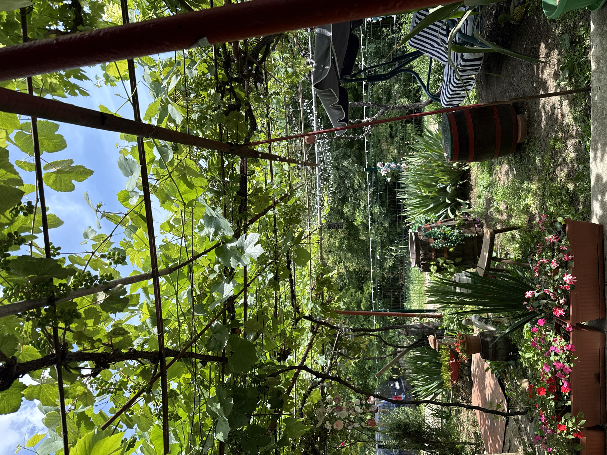 This media file depicts an outdoor scene, likely a garden or patio area, in Baurene, Bulgaria. The foreground is dominated by lush green grapevines with developing grapes, supported by a metal trellis. The leaves are large and vibrant, suggesting a sunny day. Through the foliage, the blue sky with scattered clouds is visible.
In the middle ground, several objects are scattered. A wooden barrel with red bands stands upright. Behind it, a striped umbrella is partially visible, suggesting outdoor seating. Further back, a fence encloses a densely vegetated area. String lights are draped across the scene, possibly for evening ambiance.
The right side of the image shows a collection of potted plants, including vibrant pink and red flowers, and a palm-like plant. Another barrel, this one appearing to be made of wood and possibly an older decorative item, is present. A white bird is perched on top of a wooden post. The ground is covered with soil and grass.
The overall impression is one of a well-tended, possibly rustic, outdoor space. The lighting suggests it is daytime, likely late morning or afternoon, given the bright sunlight casting shadows. No people are visible in the frame, and there is no visible text. The scene evokes a feeling of tranquility and natural beauty.