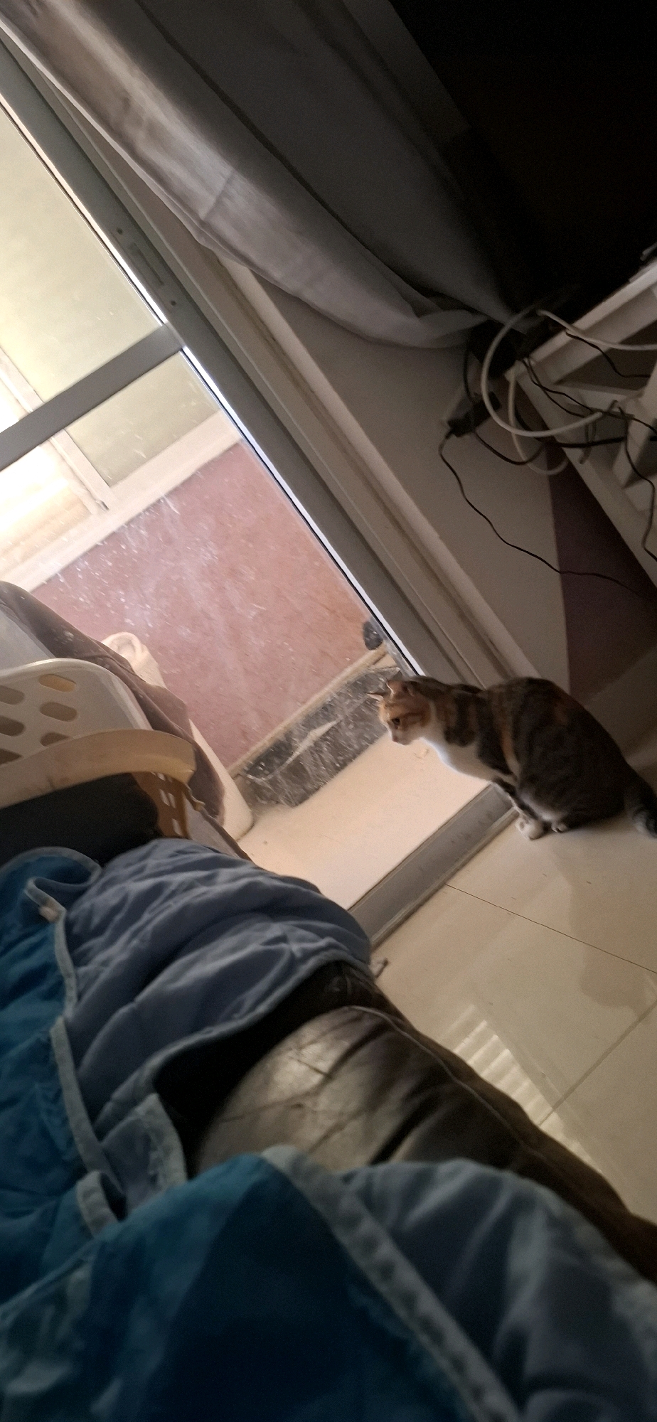 The image depicts an indoor scene, likely a living room, with a large glass sliding door revealing an outdoor patio area. The cat, a calico with orange, black, and white markings, is positioned on the floor just inside the sliding door, looking out. On the indoor side, a person is visible, partially covered by a blue blanket or comforter. A laundry basket or similar container is also present near the door. The overall environment appears to be residential. The image does not provide any specific visual cues to confirm its location in Yerocham, Israel.