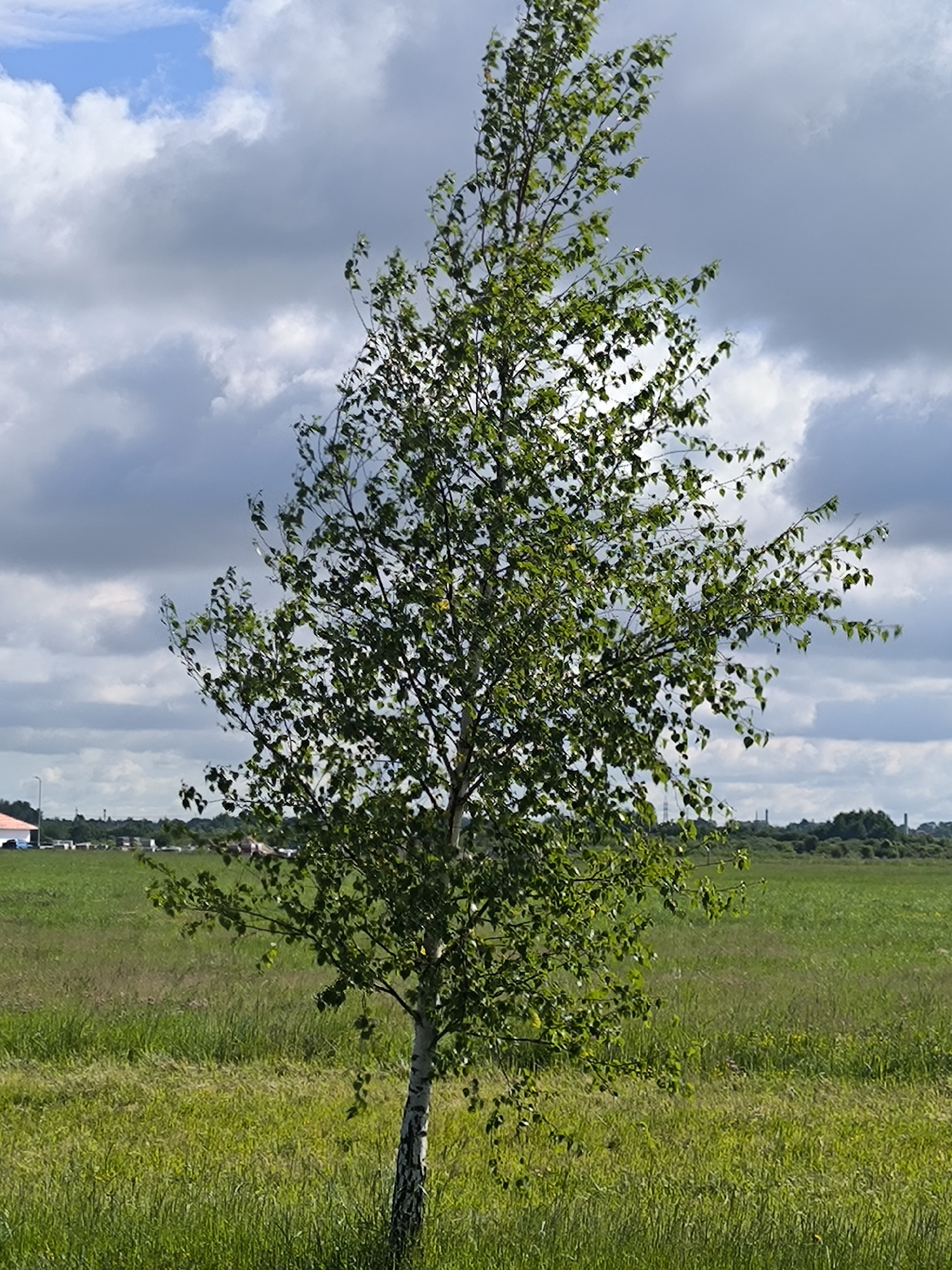 A lone birch tree stands in a lush green field under a cloudy sky in Laskino, Russia. The tree's white and black bark is visible, with green leaves filling its branches. The field stretches out behind the tree, with a line of trees and industrial structures visible in the distance. The sky is filled with large, gray clouds interspersed with patches of blue sky.