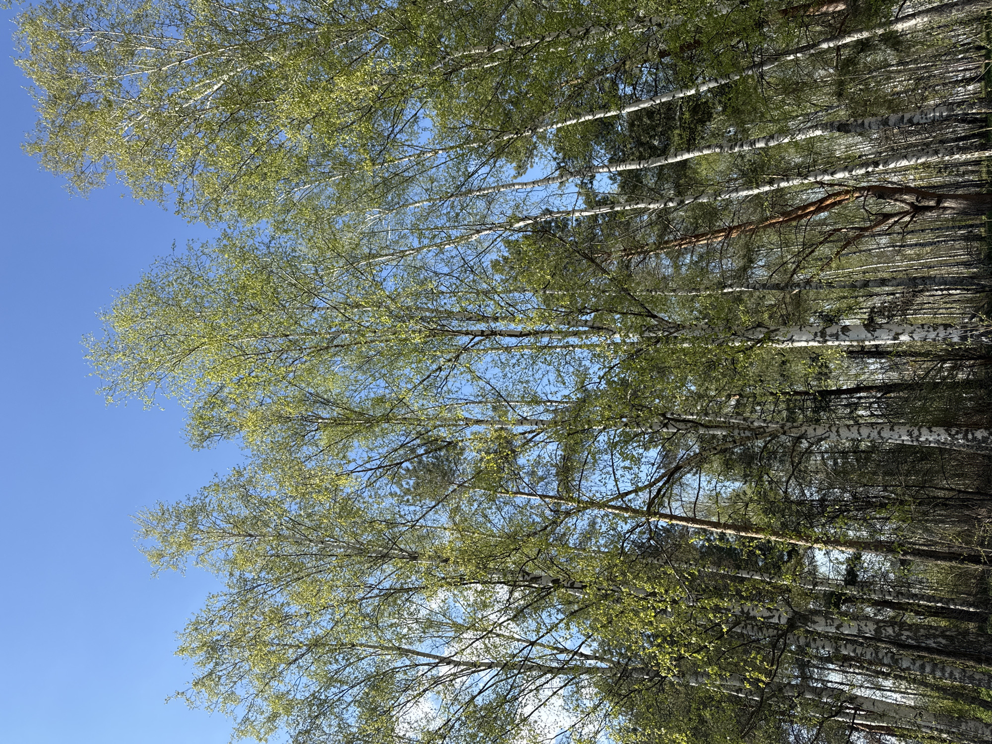 The image shows a view upwards through a forest of birch trees with fresh green leaves against a clear blue sky. The white trunks of the birch trees are prominent. The location is inferred to be in or near Kazan, Russia, based on the prompt.