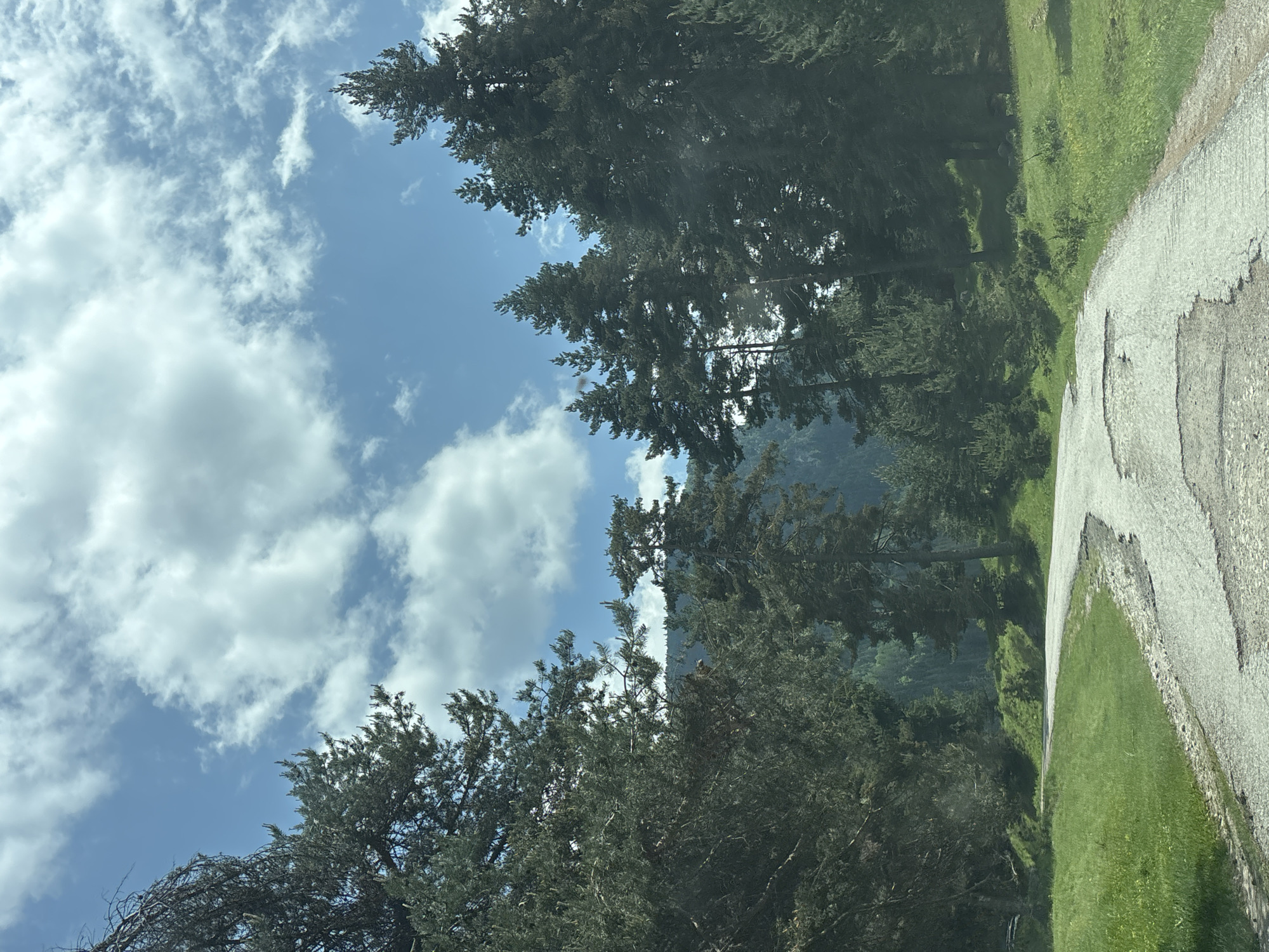 The image depicts an outdoor natural scene, stated to be located in Beli Iskar, Bulgaria. A paved road, appearing to be in a state of disrepair with multiple cracks and potholes, curves through a forested landscape. The road originates from the bottom center of the frame, bends to the left, and extends into the midground before disappearing behind a rise or into denser foliage.
The foreground and midground adjacent to the road are covered in vibrant green grass. Dense coniferous trees, likely pines or firs, dominate both sides of the road and the background. On the left side, the trees are particularly thick, with some branches extending into the upper left quadrant of the frame. On the right, several tall, slender coniferous trees stand prominently. In the background, a range of forested hills or mountains is visible, appearing darker and more distant.
The sky occupies the upper portion of the image, displaying a clear blue with numerous scattered white cumulus clouds of varying sizes and densities. The scene is illuminated by bright daylight. No people, animals, or vehicles are present within the frame.
