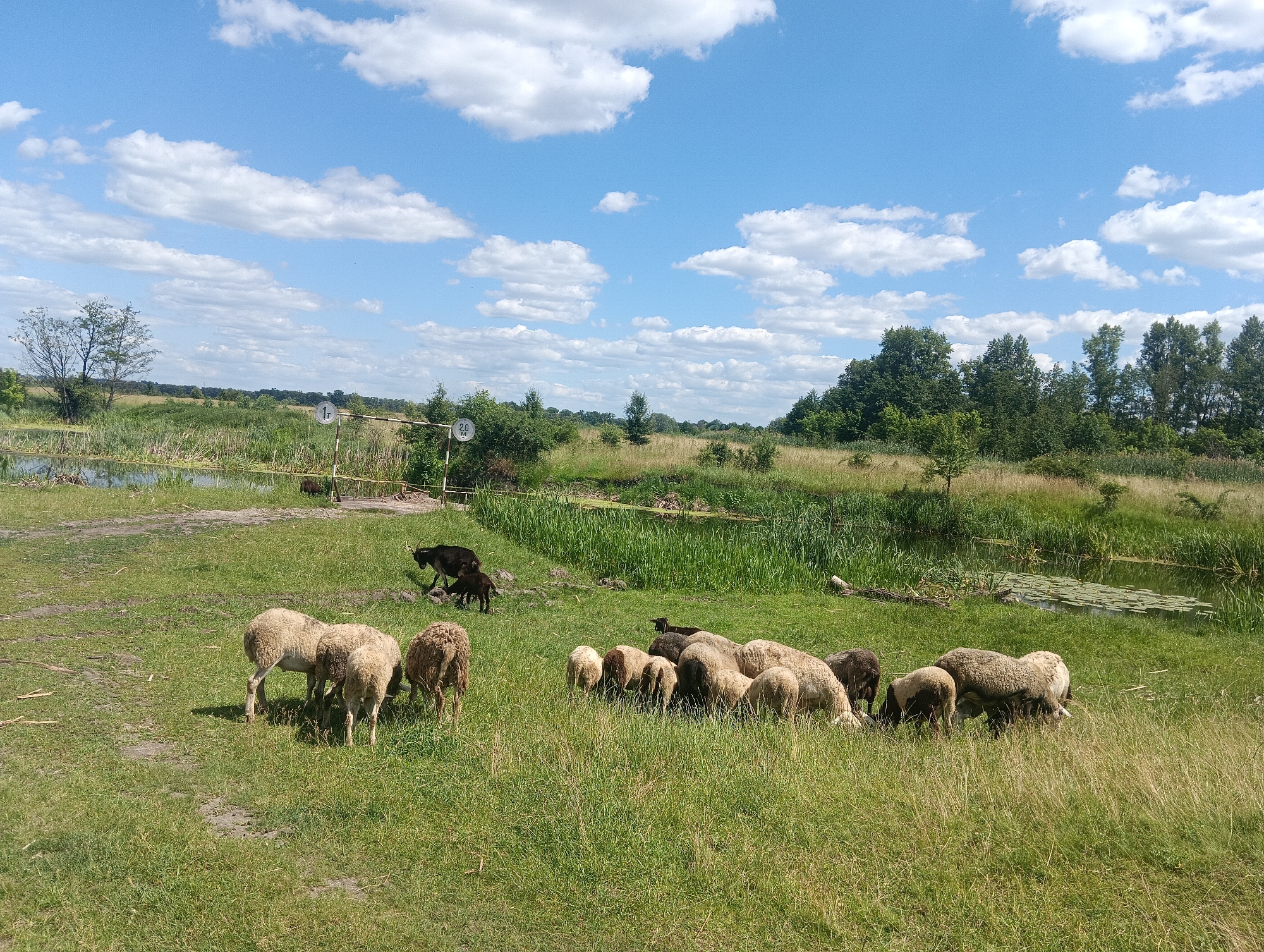 A herd of sheep and a few goats graze in a grassy field under a partly cloudy blue sky. The field is green with patches of dry grass. In the background, there is a body of water with lily pads and reeds. A line of trees forms the horizon, and a few distant structures are visible. A white signpost with a circular marker is to the left of the frame. The overall scene depicts a rural or pastoral landscape.