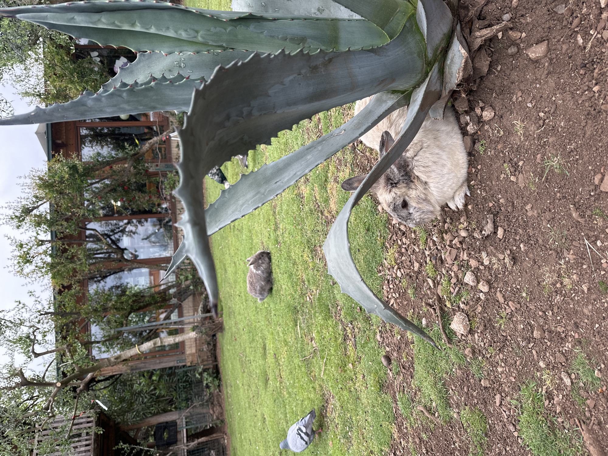 The image shows a garden scene, likely in Budva, Montenegro, featuring an agave plant in the foreground. Two rabbits are visible: one nestled near the base of the agave, and another on the grass. A pigeon is also present on the grass. In the background, a building with large windows is partially visible. The ground near the agave is bare soil with some rocks and grass, transitioning to a grassy lawn where the other rabbit and pigeon are located.