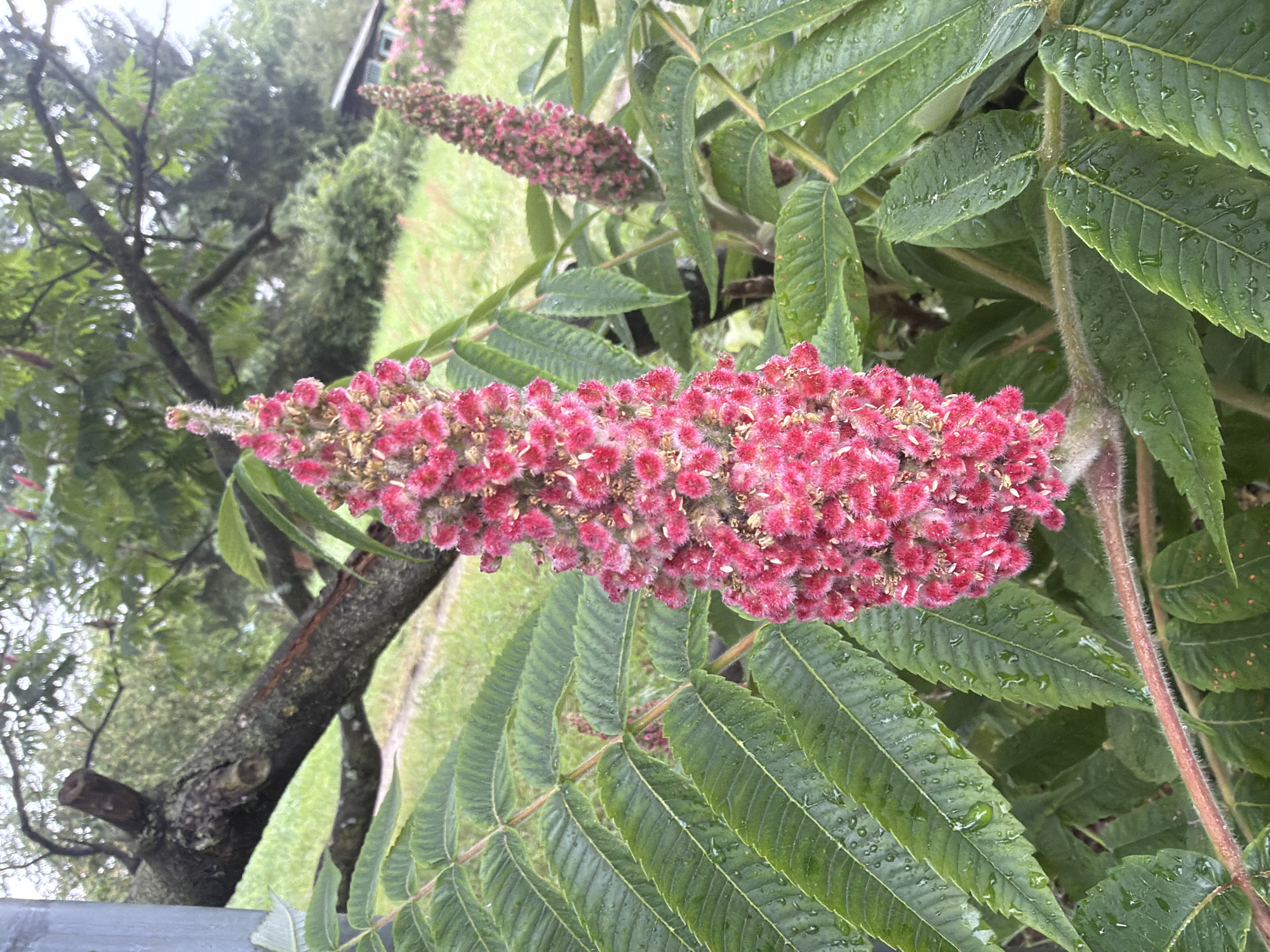 The image shows a close-up view of a plant with fuzzy, pink flower spikes and compound green leaves. The leaves are wet, indicating recent rain or dew. In the background, there is a blurred view of a grassy area, trees, and a rustic-looking building with a dark roof. A fallen tree branch is visible in the upper left quadrant. There are no people or animals present in the image. The overall scene suggests an outdoor, natural setting. The image does not contain enough information to identify a specific location within Szczecin, Poland.