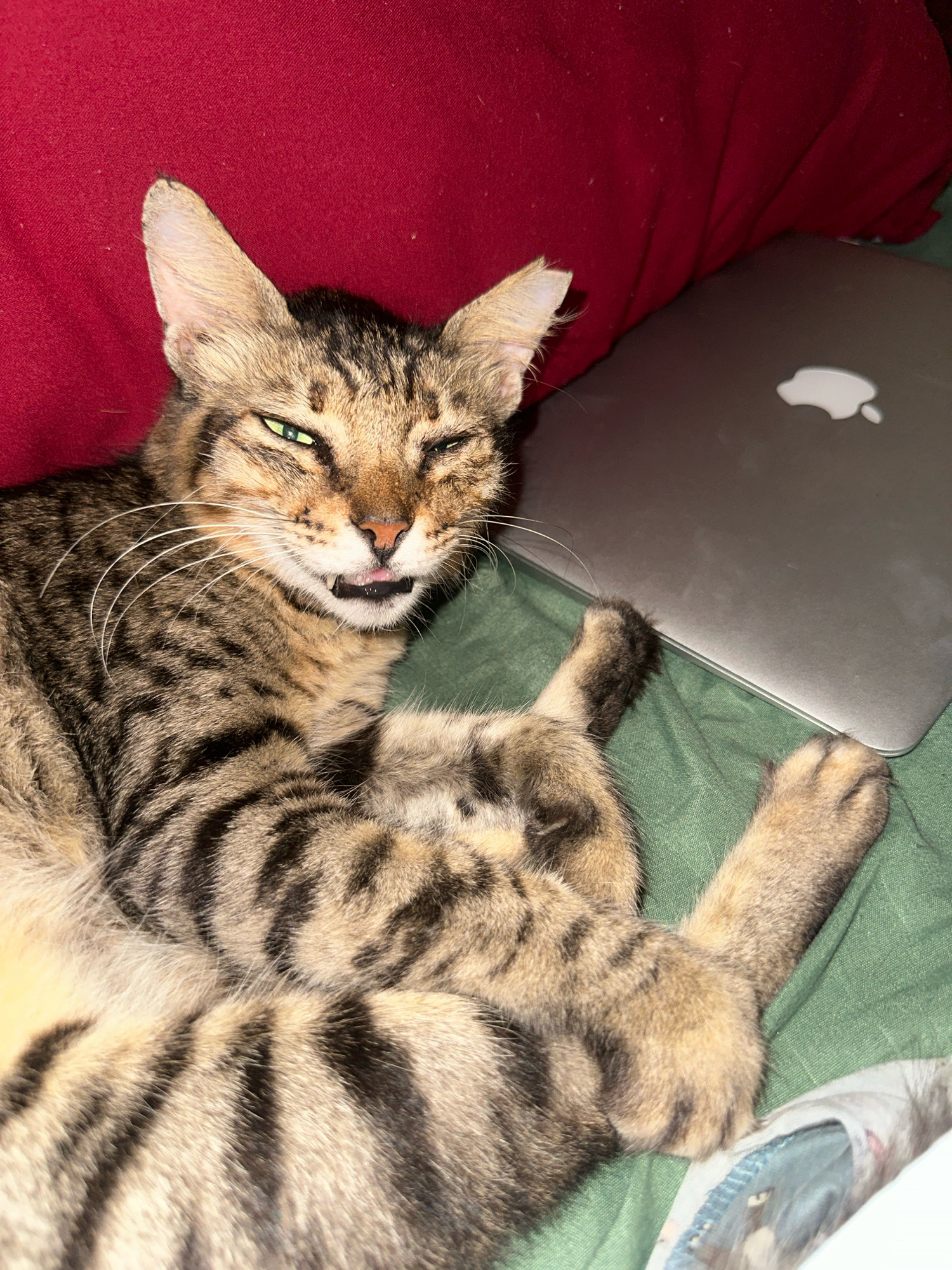 A tabby cat lies on its back, paws up, with its eyes closed and mouth open, showing its tongue and teeth. The cat is positioned on a green surface, possibly a bedspread or blanket, with a red pillow behind its head. To the right, a silver laptop is visible, with a white liquid spill near its Apple logo. The scene appears to be indoors, likely in a bedroom.