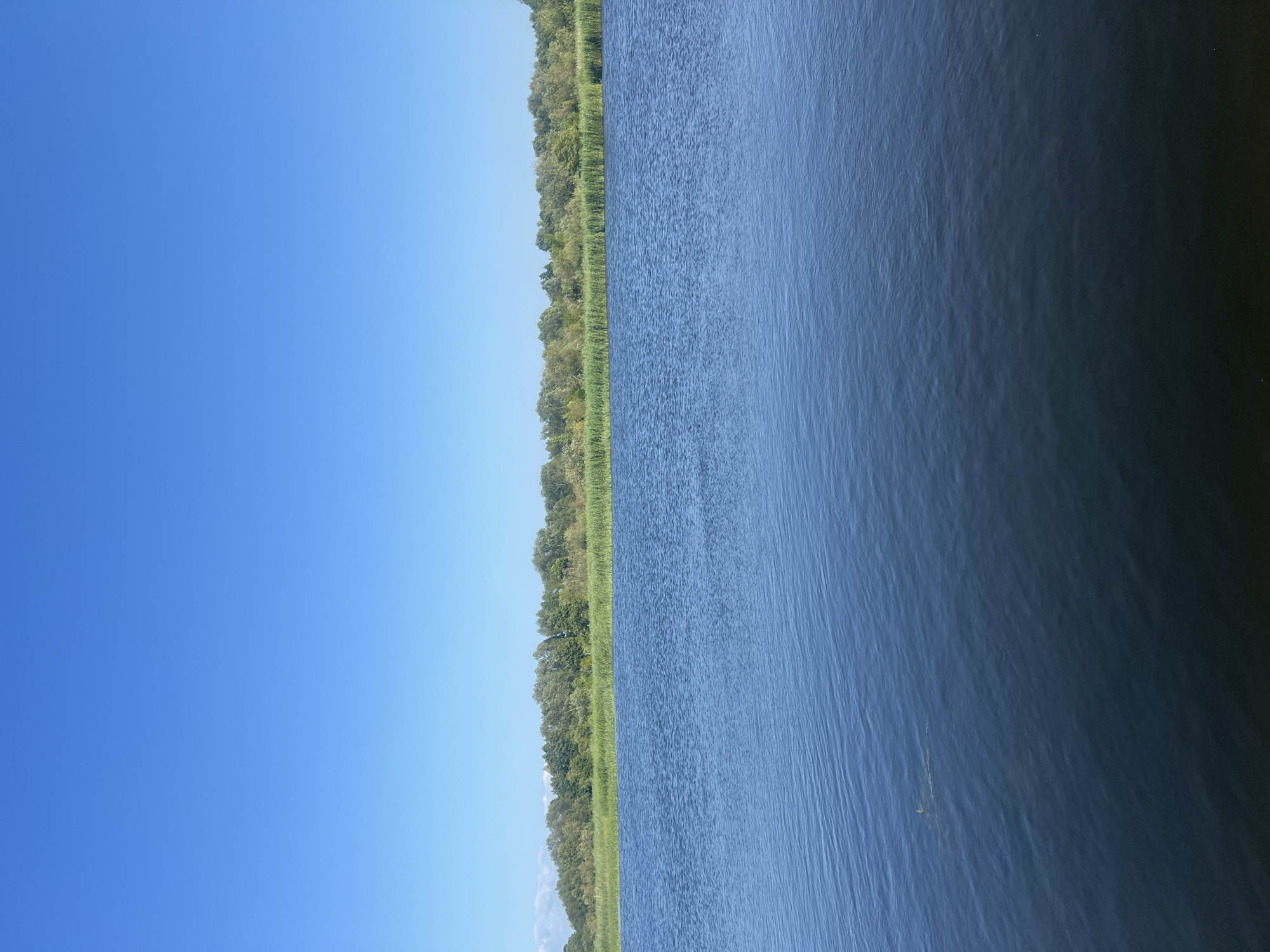 This is a landscape photograph taken on a clear, sunny day. The image is dominated by a vast expanse of calm, deep blue water in the foreground, reflecting the bright sky. The water's surface has gentle ripples, indicating a slight breeze.
In the middle ground, a dense line of lush green reeds and tall grasses grows along the edge of the water, forming a natural barrier. Behind the reeds, a thick band of trees with varied shades of green foliage stretches across the horizon, suggesting a wooded area or forest. The trees are well-defined against the sky.
The background is a seamless, gradient blue sky, completely free of clouds, indicating fair weather.
The photograph was taken from a low vantage point, likely from a boat or the water's edge, looking out towards the opposite shore. There are no people, animals, or man-made structures visible in the image, making it a serene and natural scene.
The location is identified as Vorusnė, Lithuania.