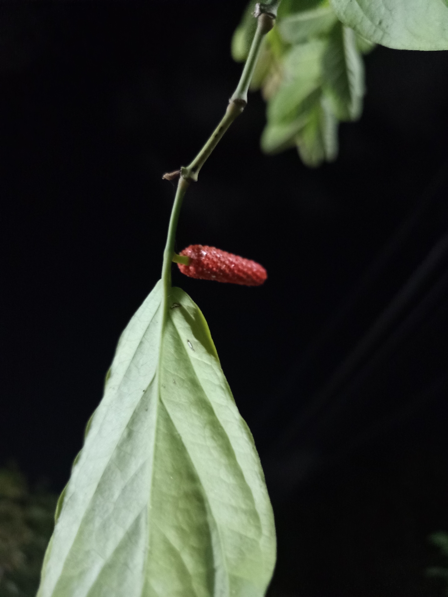 A close-up, eye-level, outdoor, nighttime shot features a red, elongated fruit, resembling a small chili pepper, hanging from a thin, green stem. The fruit is covered in small bumps and appears slightly moist. Below and to the left of the fruit is a large, pale green leaf, with prominent veins. The background is entirely black, indicating a dark environment with no visible ambient light source. The image appears to be taken in a natural setting, possibly a garden or park in Pajagalan, Indonesia. No people or animals are visible.
