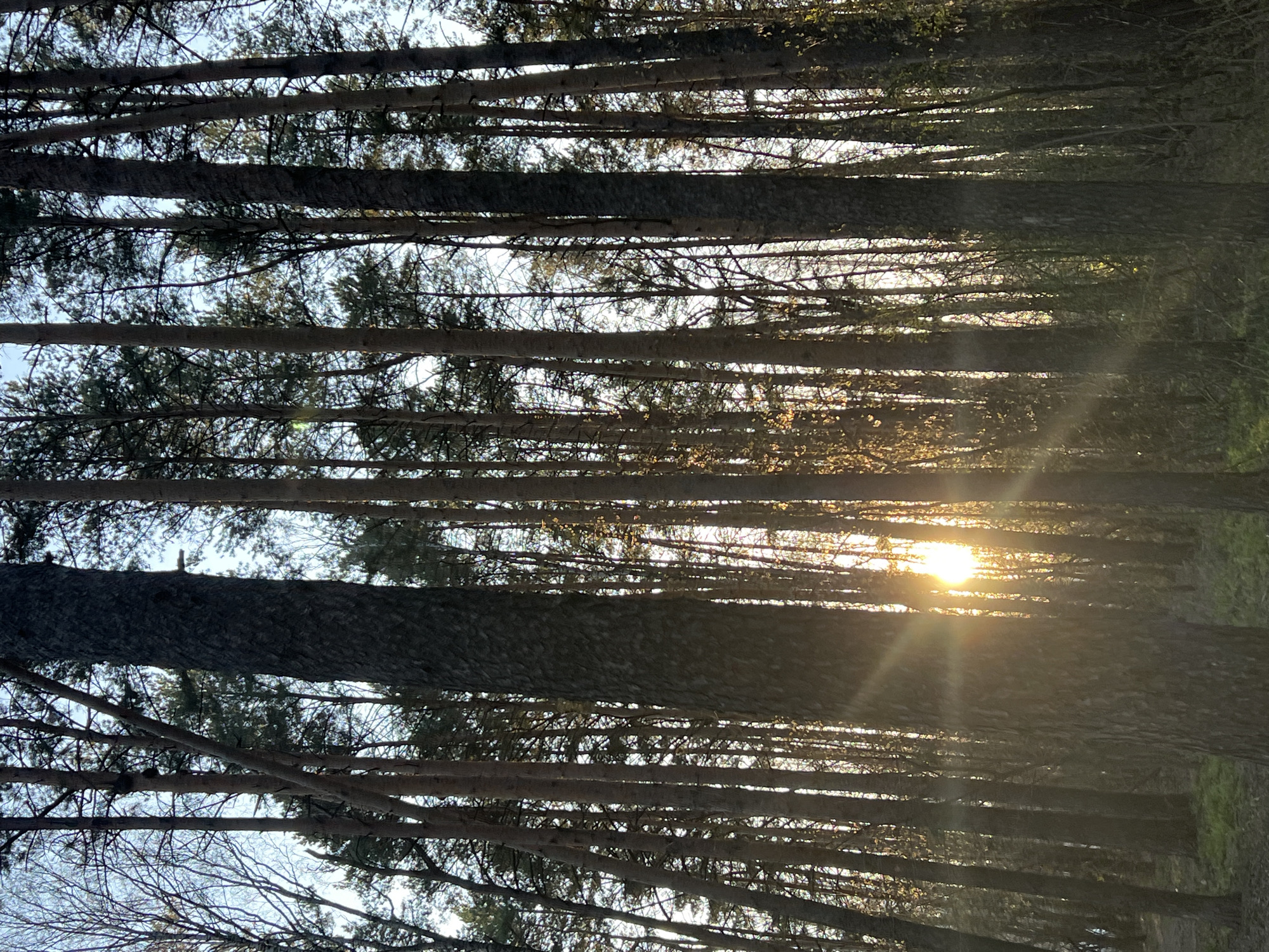 The image shows a dense forest with tall, straight trees extending vertically. Sunlight streams through the trees, creating lens flare and illuminating the scene. The trunks are a dark brown color. The forest floor is partially visible on the right edge of the image. The location is Chaikovsky, Russia. There are no people visible in the image.