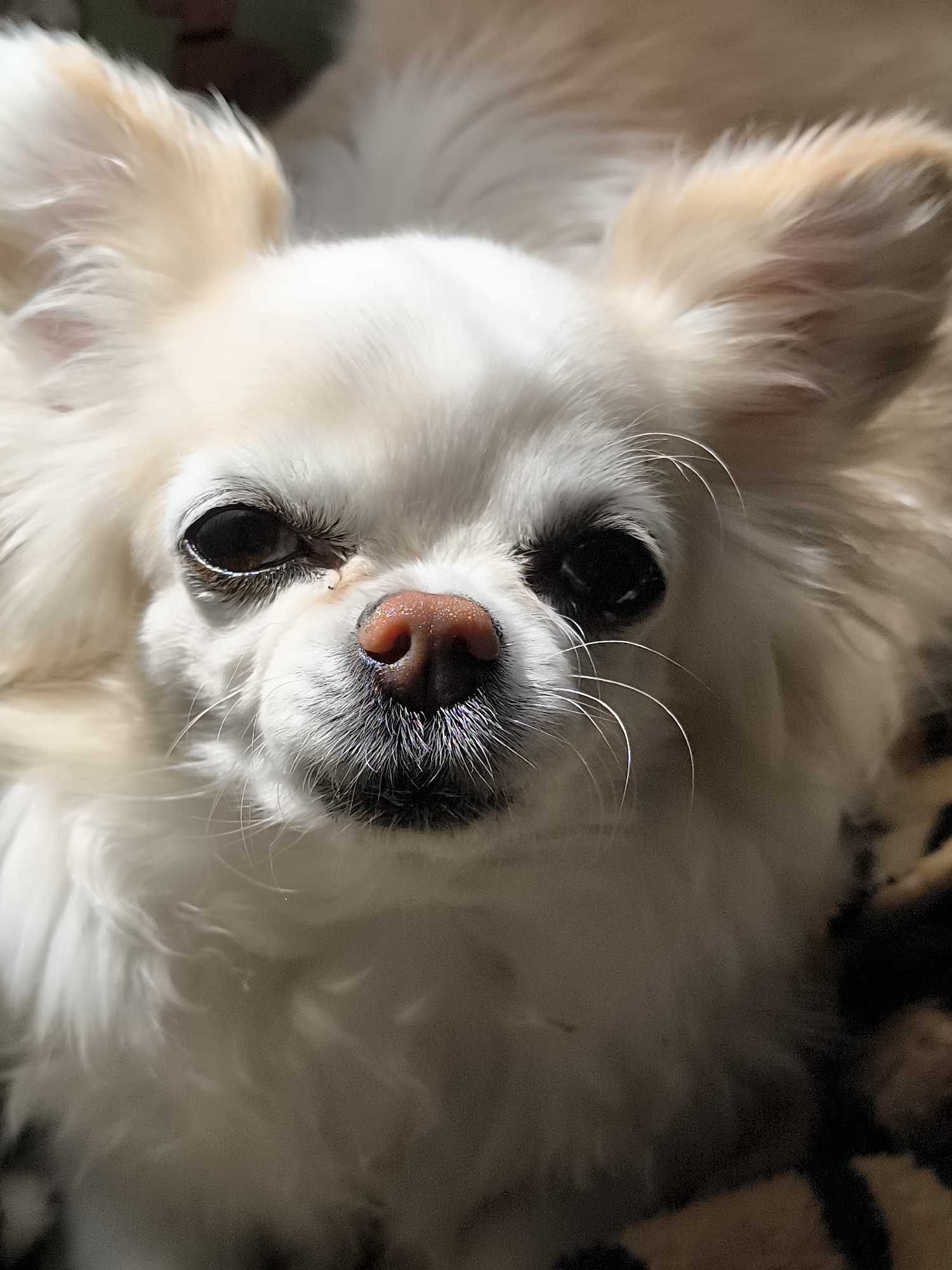 A close-up shot features a small, long-haired Chihuahua. The dog has a predominantly white coat with light tan markings on its ears. Its eyes are dark, and it has a pink nose with black around its mouth. The background is blurry, showing what appears to be a patterned blanket or surface. The location is Unknown, Unknown.