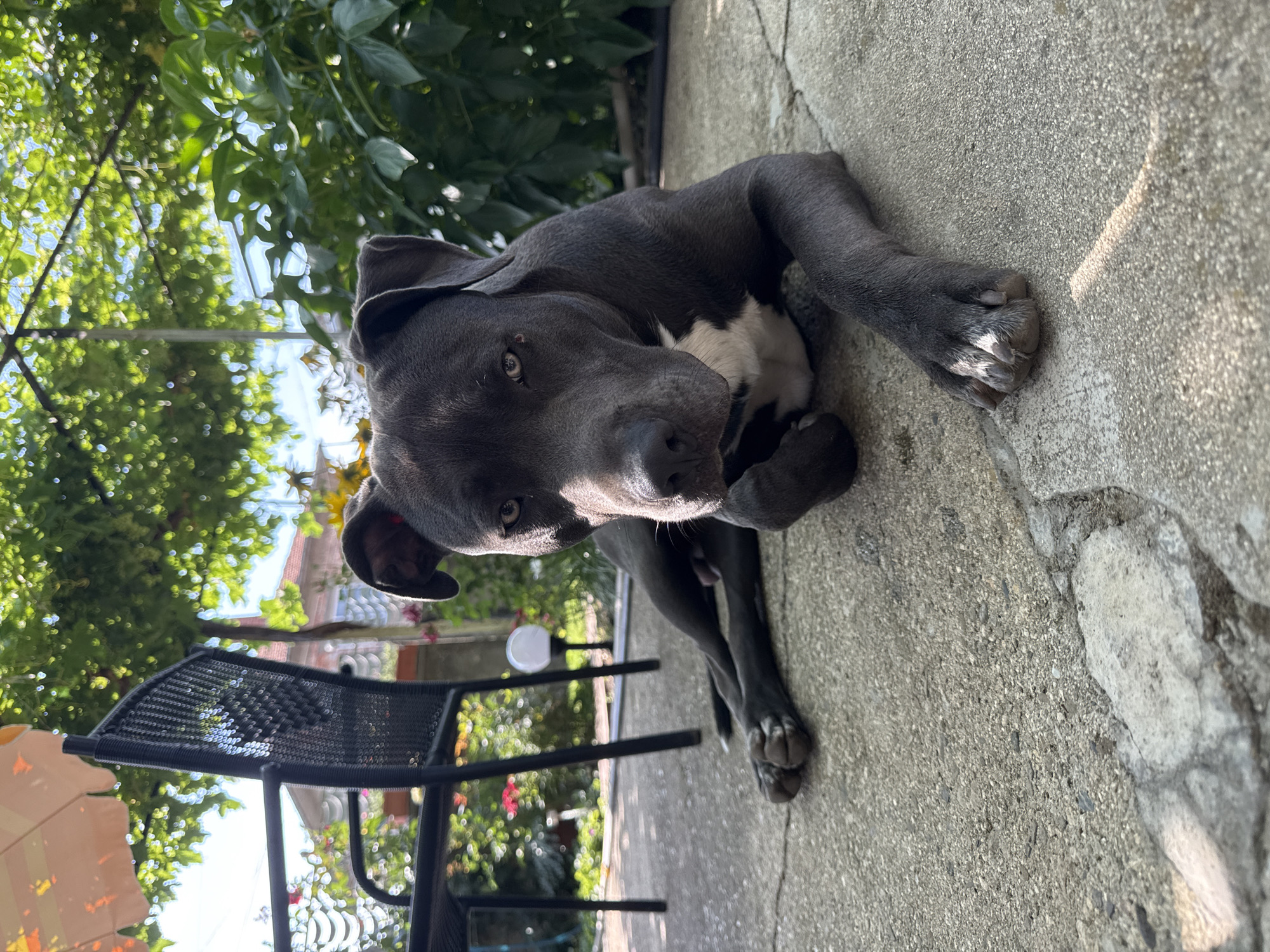 A dark gray pit bull dog is lying on a concrete patio. The dog is facing the camera with its head slightly tilted. Its eyes are a light amber color, and it has a white patch of fur on its chest. The dog's front paws are crossed, and its hind legs are stretched out behind it. In the background, there is a black metal chair and a patio umbrella, as well as lush green foliage and a building. The scene appears to be a backyard in Tvarditsa, Bulgaria, on a sunny day.