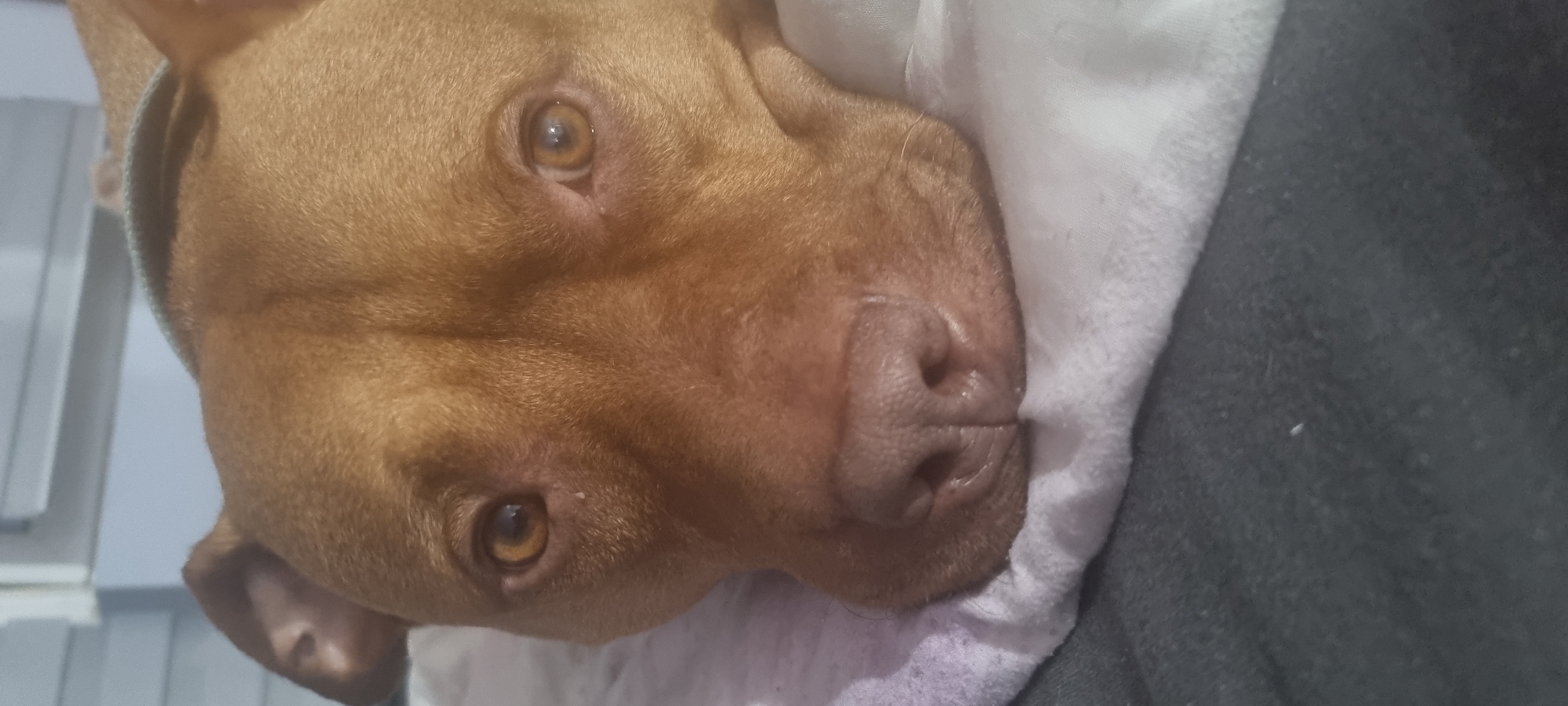 A close-up, rotated portrait features a reddish-brown dog, likely a Pitbull or similar short-haired breed, resting indoors. The dog's head, with its smooth, tawny fur, fills the majority of the frame, positioned as if lying on its side. Its warm amber-colored eyes are open and gaze slightly upwards, suggesting a calm or relaxed state. The dog's dark brown nose appears moist and textured. One floppy ear is partially visible near the top left of the head, and a light-colored collar is discernible around its neck.
The dog's head is resting on a soft, light-colored fabric, possibly a white blanket or sheet, which occupies the lower and central portion of the background. To the right of the dog's head, a darker, possibly grey or black, fabric provides a contrasting background element. The setting appears to be a comfortable indoor environment, such as a bed or couch. No specific time of day is indicated by the soft, diffused lighting. There are no other subjects, objects, or visible text in the image. The scene captures the dog in a state of rest or relaxation.