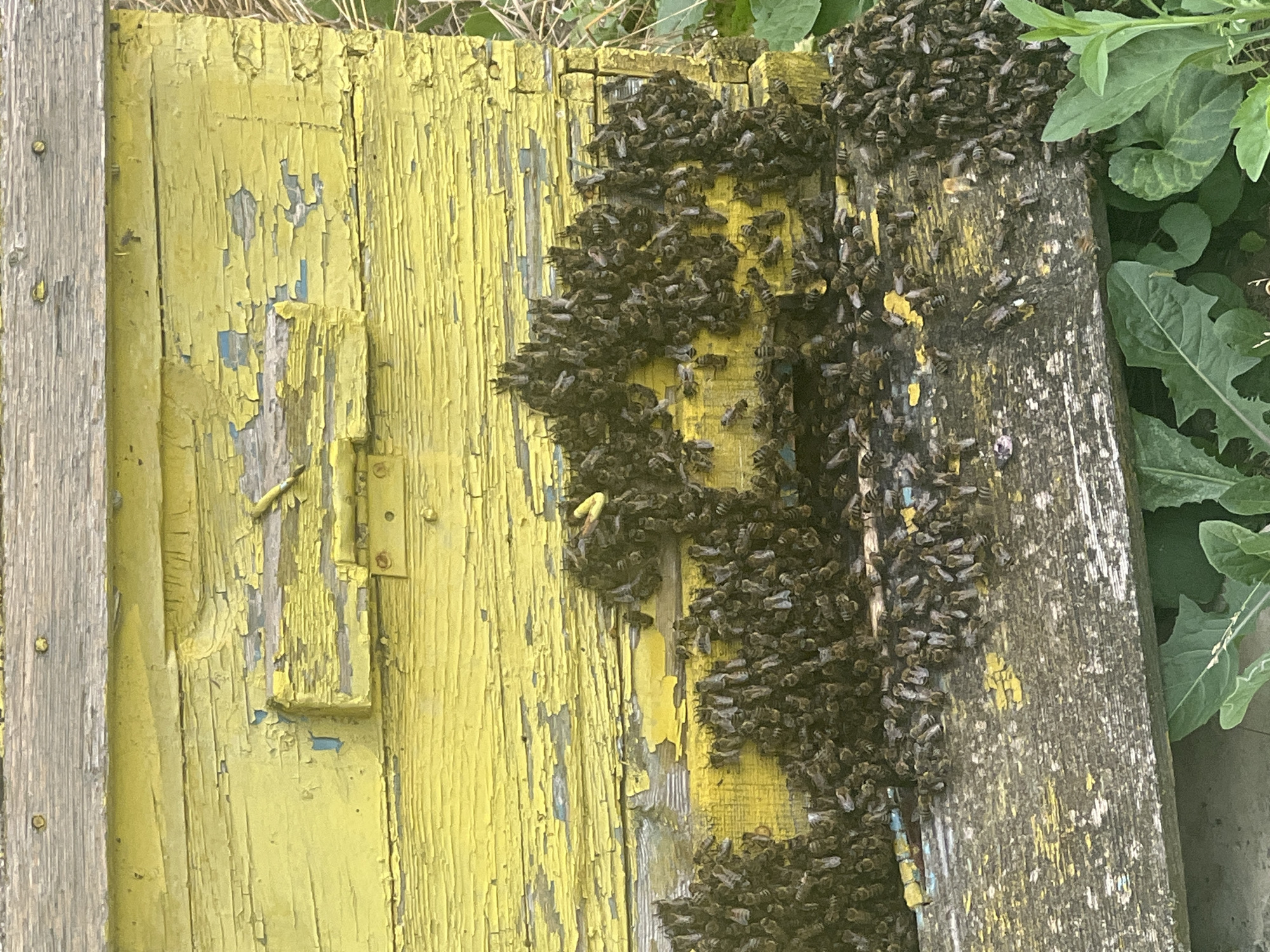 In an outdoor setting, a close-up shot focuses on a weathered, bright yellow wooden beehive. The paint on the hive is peeling, revealing layers of older paint and wood beneath. A dense cluster of honeybees is actively swarming on the lower front portion of the hive. The bees are congregated on the horizontal wooden ledge and are densely packed, with many appearing to be in motion. Some bees are also visible on the vertical wooden surfaces of the hive. The background is out of focus, showing dry grass and green foliage, suggesting a natural or semi-natural environment. There are no people or other animals visible in the image. The overall impression is one of intense bee activity around a rustic hive. This image does not provide any information about the location in Ohrid, Bulgaria.