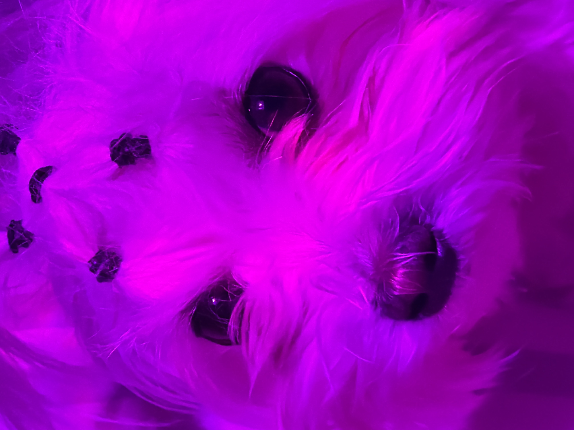 The image displays a close-up, abstract-like view of a fluffy object bathed in intense fuchsia and magenta lighting. The dominant color is a vibrant pink-purple, suggesting the presence of artificial, possibly UV or neon, illumination. The object itself appears to be made of soft, feathery, or furry material, with individual strands and fibers clearly visible, contributing to a soft, textured appearance.
Embedded within this plush material are several dark, reflective elements. Two prominent, circular, and reflective shapes are positioned near the top-center of the frame, resembling the eyes of a toy creature or small, shiny bells partially obscured by the fluff. Further to the left, smaller, more irregular dark shapes are also visible, appearing to be decorative beads or bells tucked into the textured surface. The strong artificial lighting casts a bright glow over the entire scene, accentuating the texture and reflections. There is no discernible activity taking place, as the image is a static, detailed shot of the object. No text is visible in the frame. The image was captured in Chaikovsky, Russia.