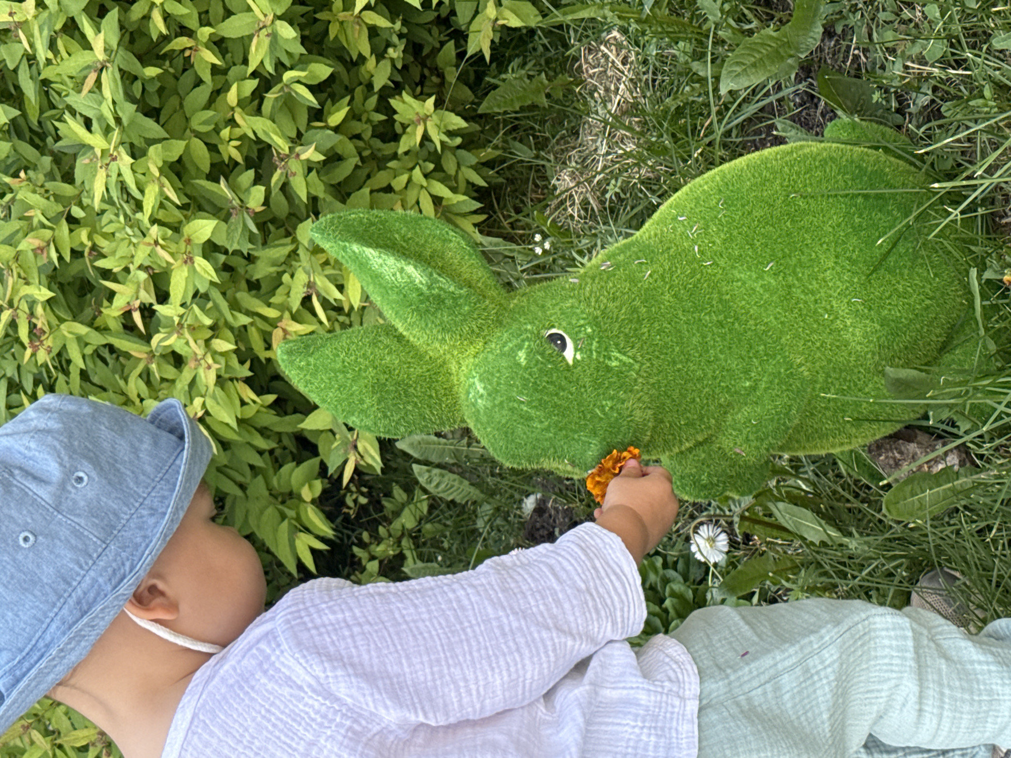 A young child, observed from the back and right side, is situated in an outdoor green environment, interacting with a large, artificial green rabbit figure. The child wears a light blue bucket hat, a white textured long-sleeved shirt, and light green textured pants. A white cord is visible near the child's right ear. The child's right hand extends forward, holding an orange marigold-like flower, which they appear to be presenting towards the face of the rabbit figure.
The rabbit figure is primarily bright lime green, covered in an artificial grass or flocked material, and has a discernible white and black right eye. It is positioned on a ground surface composed of mixed green grass, some broader-leafed weeds (possibly dandelions), and areas of exposed soil with scattered dry plant matter. In the immediate vicinity of the child's left foot, a white daisy-like flower is visible. The background consists of dense, lush green foliage from shrubs or bushes, with some leaves exhibiting reddish hues. The scene is well-lit by natural daylight.
There are no identifiable architectural features, signage, or other contextual elements within the image to confirm its location as Moscow, Russia.